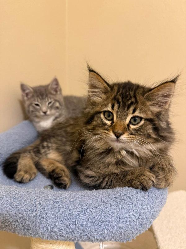 Chicago, a Adopted mixed breed in Knoxville, TN image 3/3