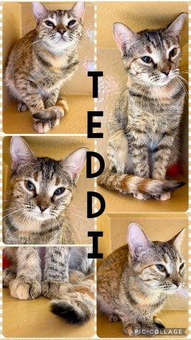 Enlarge TEDDI, a Adoptable mixed breed in Lawton, OK image 1/1