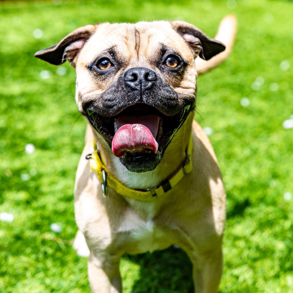 Nero, a Adoptable mixed breed in Naperville, IL image 1/6
