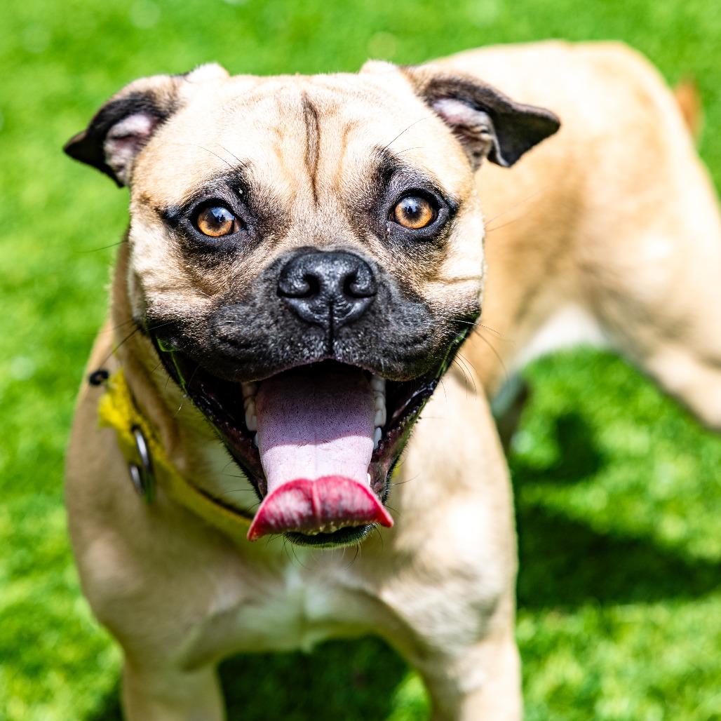 Nero, a Adoptable mixed breed in Naperville, IL image 2/6