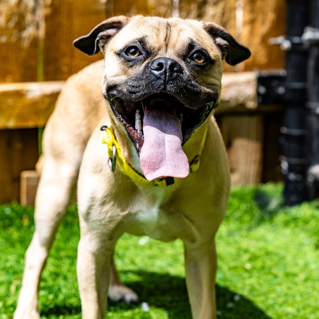 Nero, a Adoptable mixed breed in Naperville, IL image 3/6