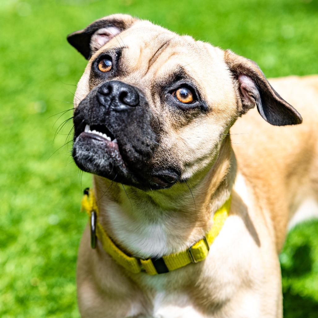 Nero, a Adoptable mixed breed in Naperville, IL image 4/6