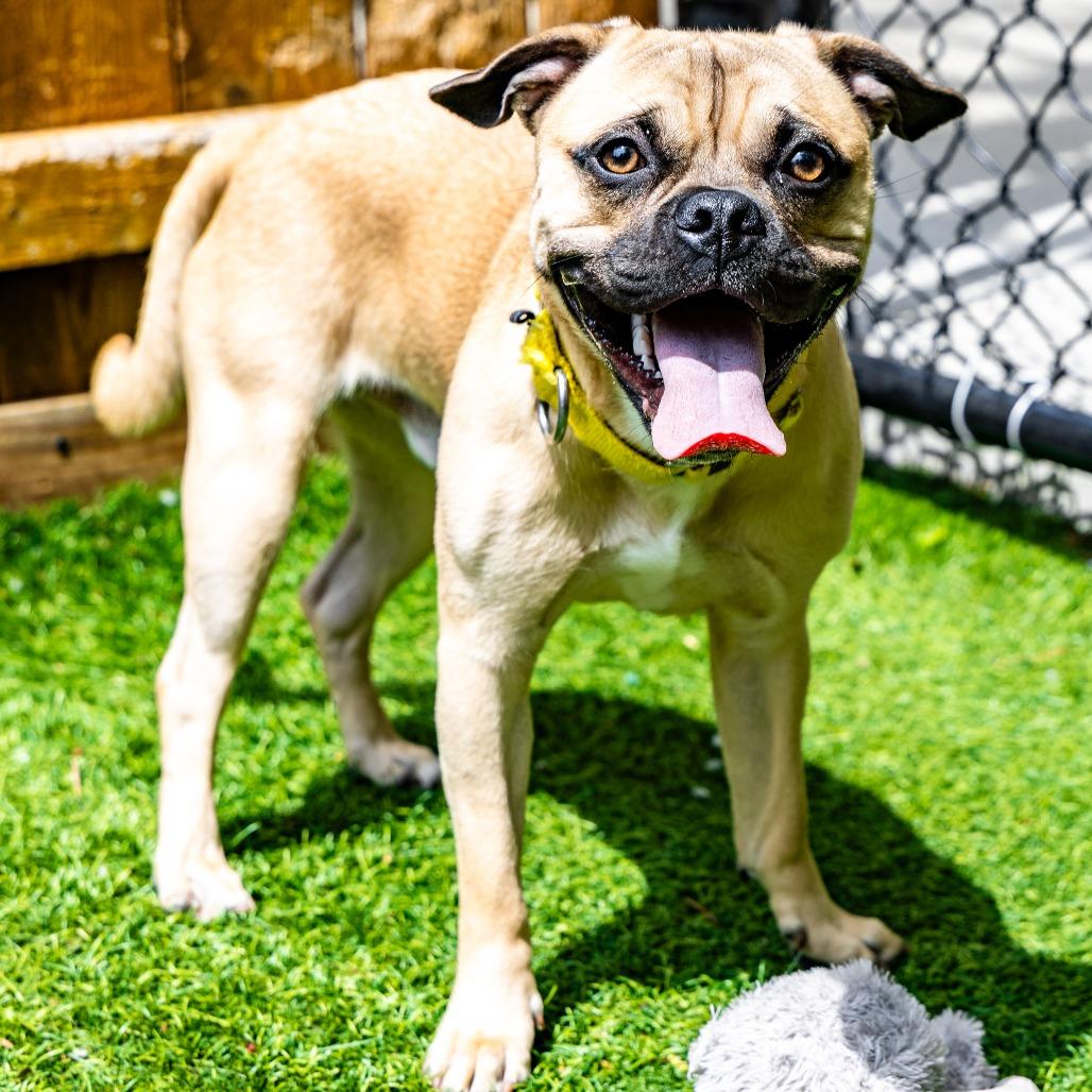 Nero, a Adoptable mixed breed in Naperville, IL image 5/6