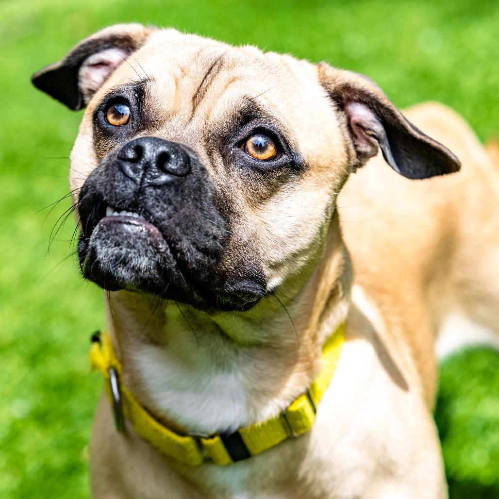 Nero, a Adoptable mixed breed in Naperville, IL image 6/6
