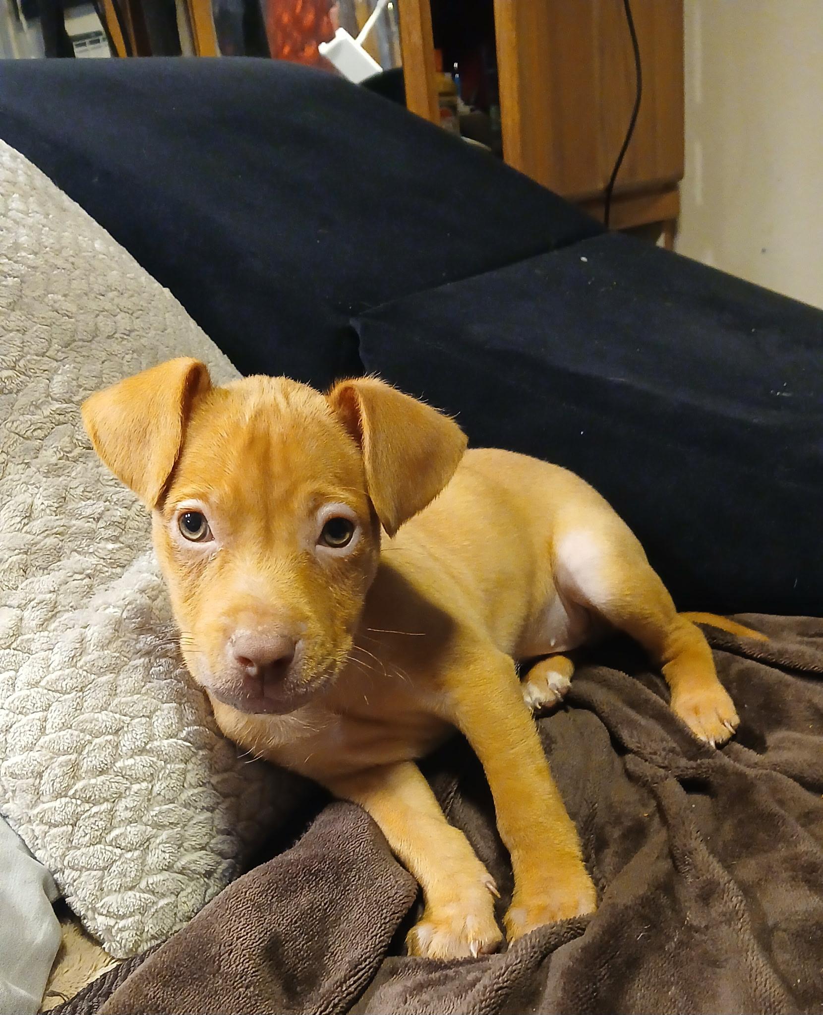 Enlarge Anika, a Adopted mixed breed in Olympia, WA image 1/1