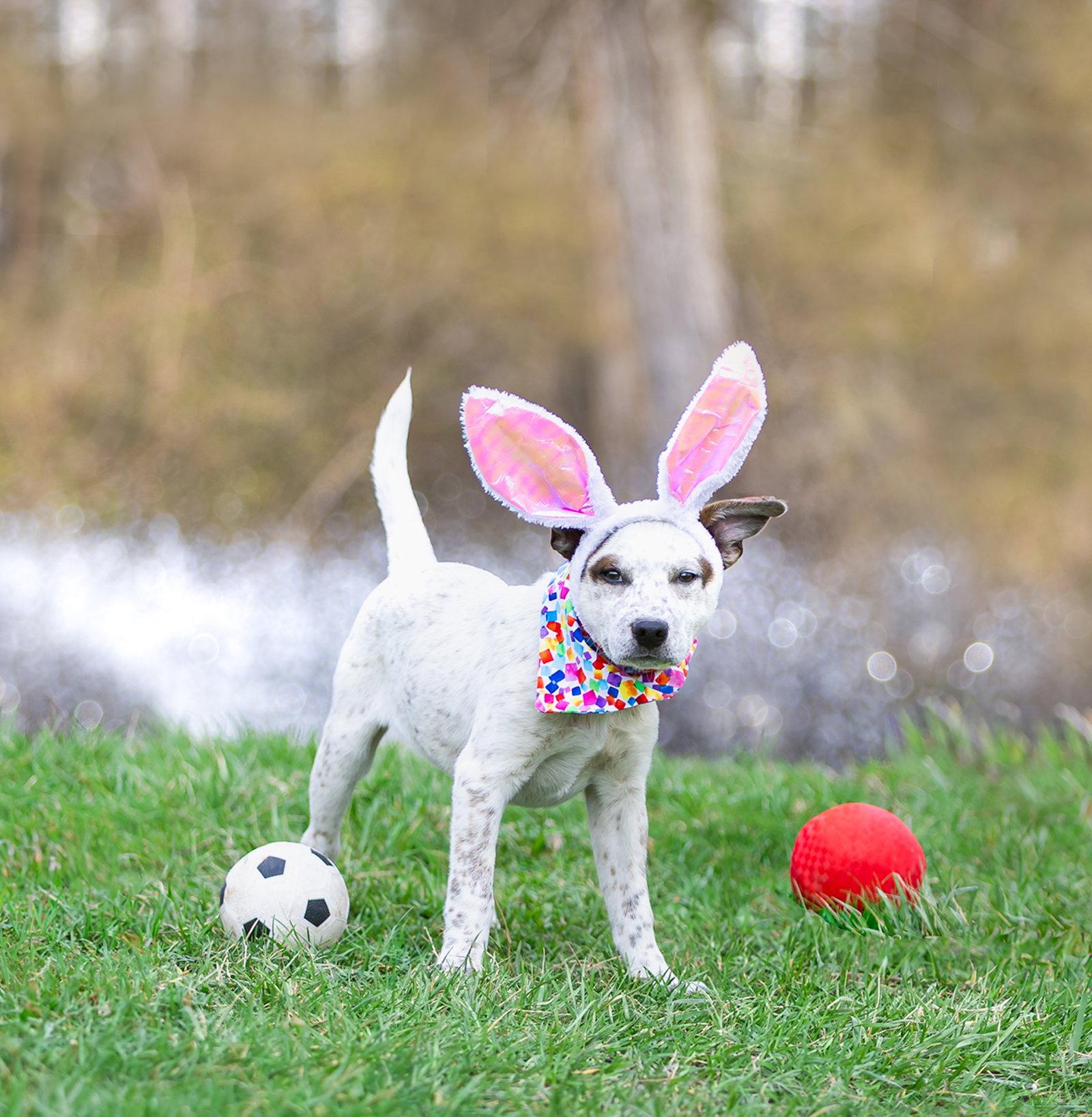 Enlarge Lainey Pups Girls, a Adoptable mixed breed in Coatesville, PA image 1/3