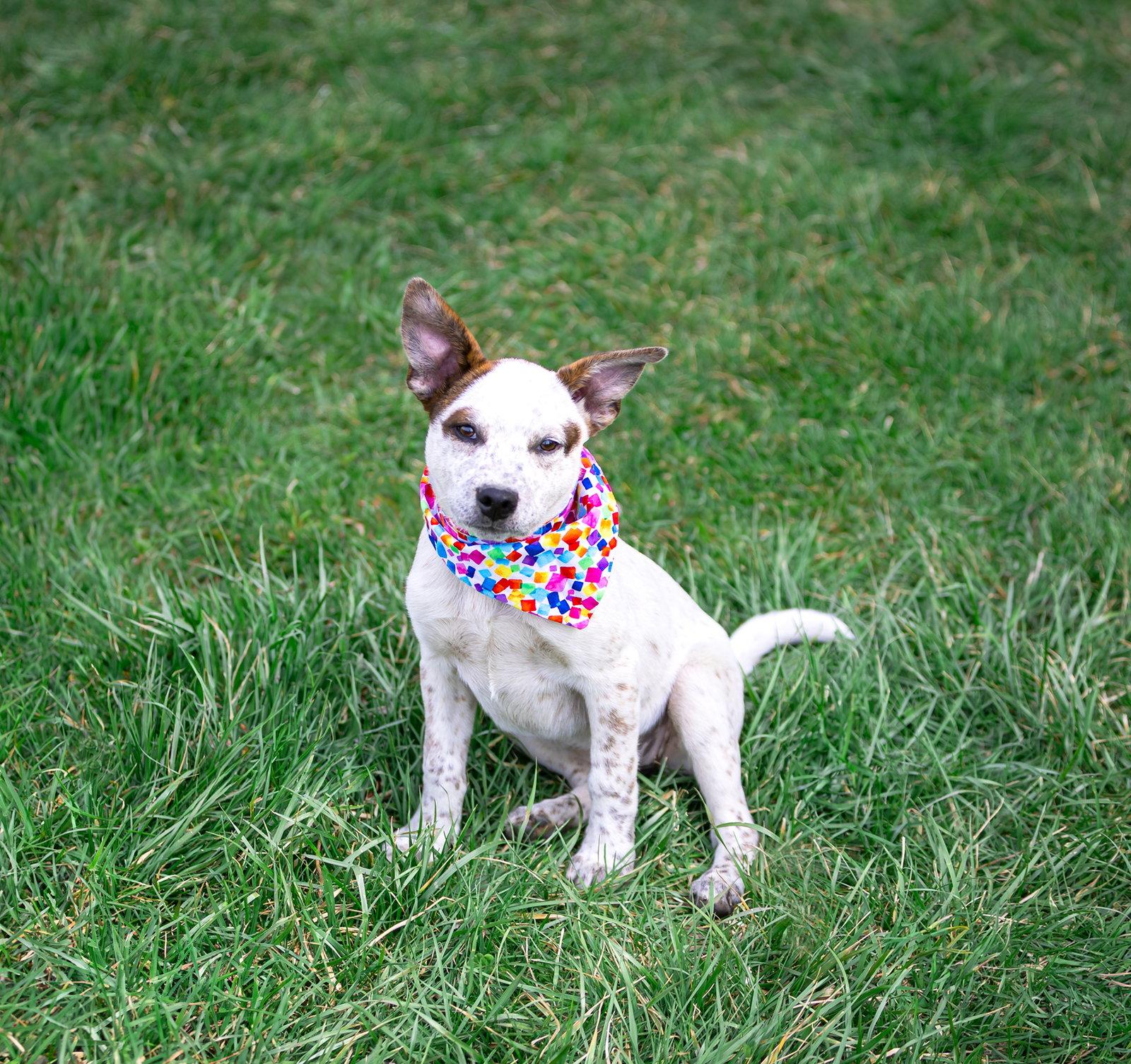 Enlarge Lainey Pups Girls, a Adoptable mixed breed in Coatesville, PA image 3/3