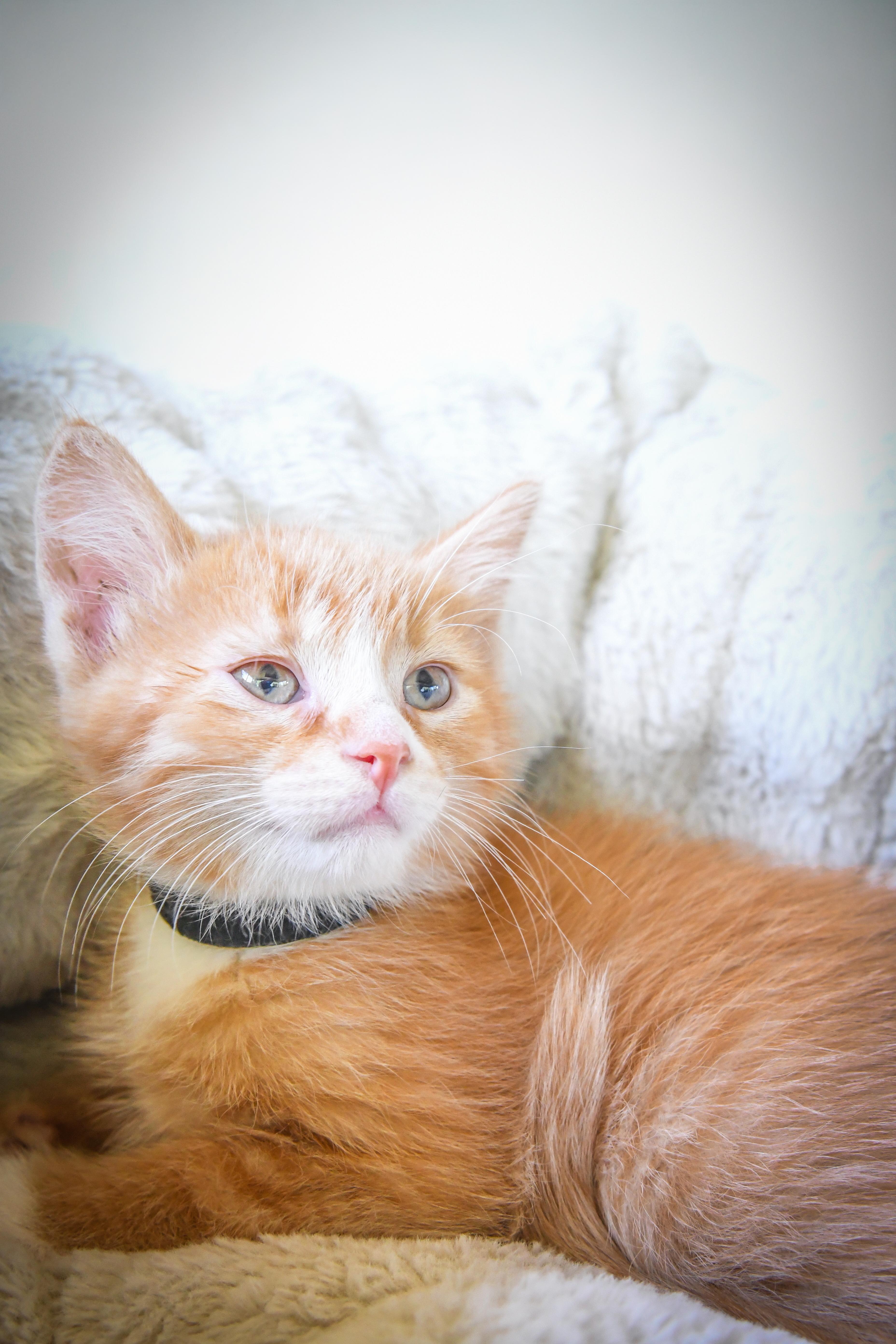 Enlarge Potato Eater (Tater), a Adopted Domestic Short Hair in Port Washington, WI image 2/2