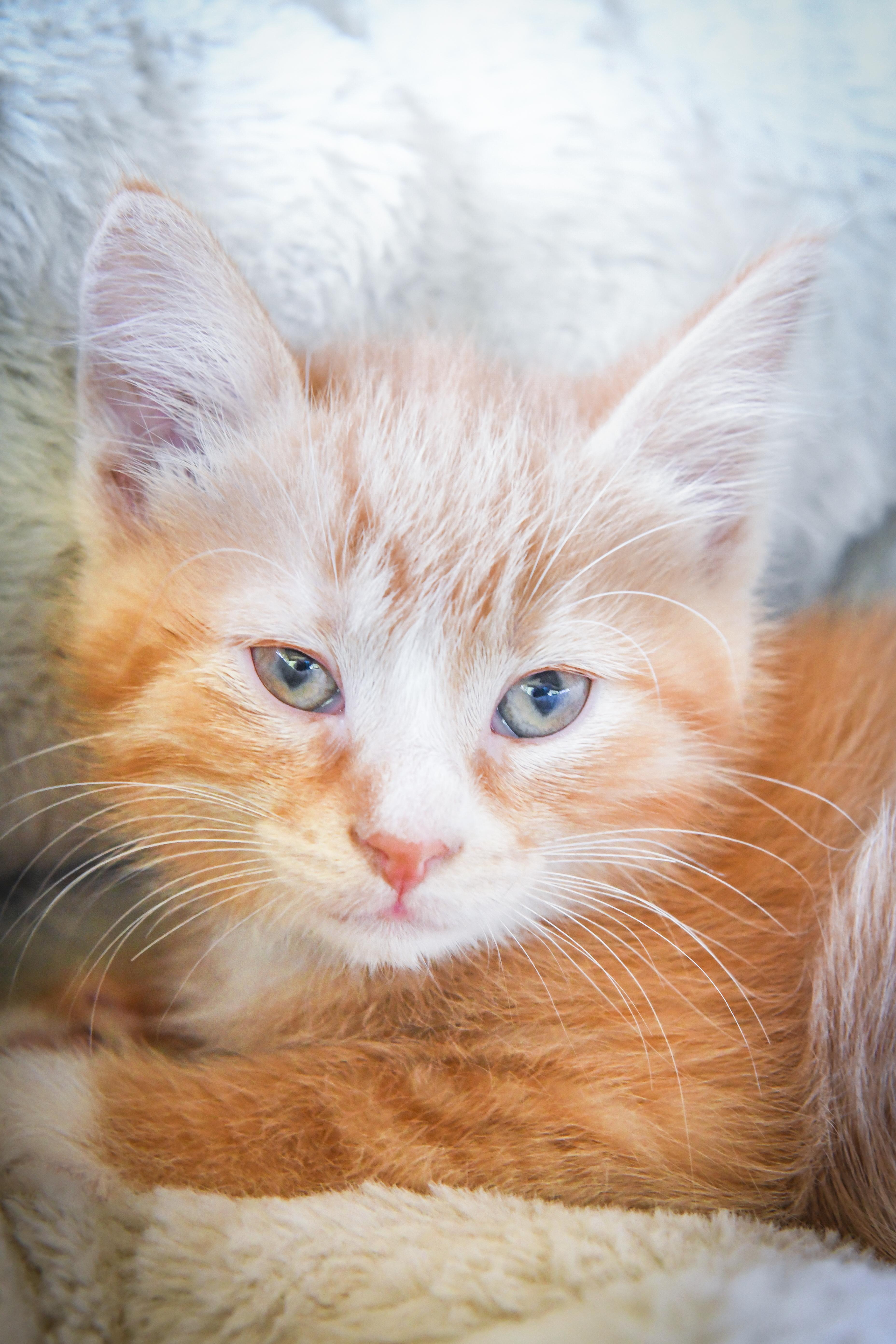 Enlarge Potato Eater (Tater), a Adopted Domestic Short Hair in Port Washington, WI image 1/2