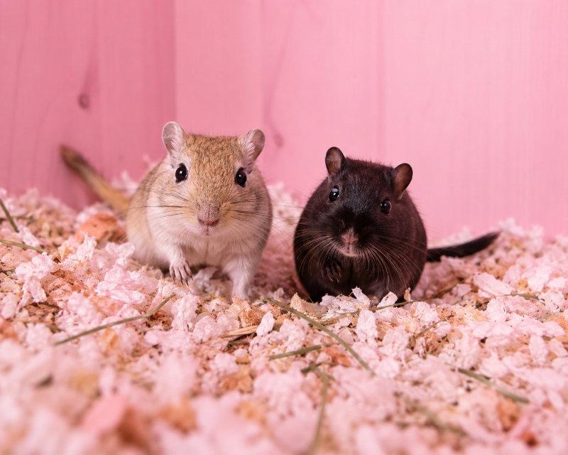 Enlarge Brownie and Cheech, a Adoptable Gerbil in Mankato, MN image 2/3