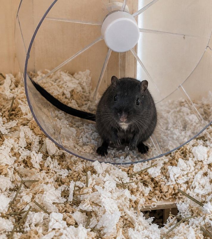 Enlarge Brownie and Cheech, a Adoptable Gerbil in Mankato, MN image 3/3