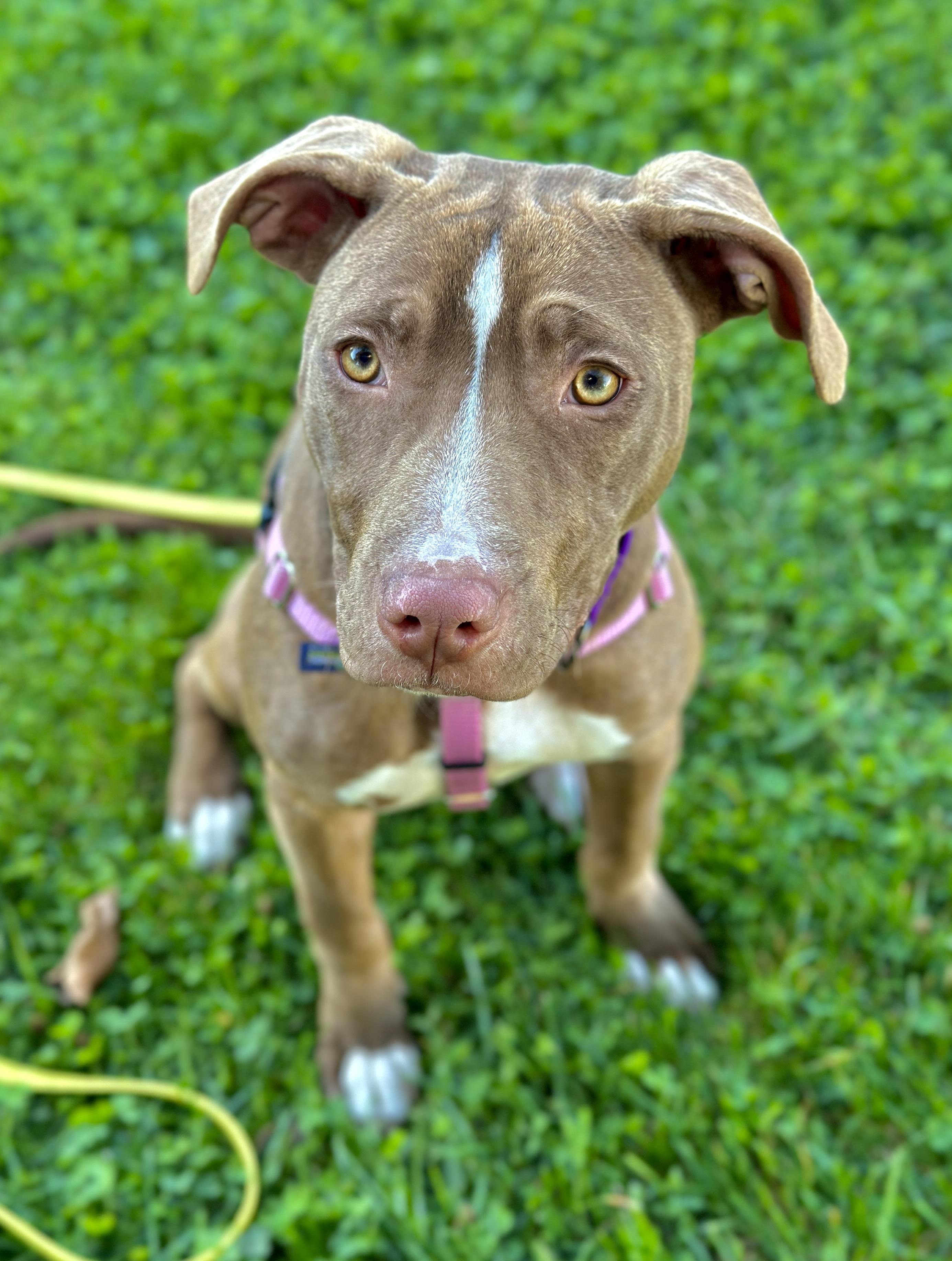 Enlarge Pennie, a Adopted mixed breed in Greenwich, OH image 1/3