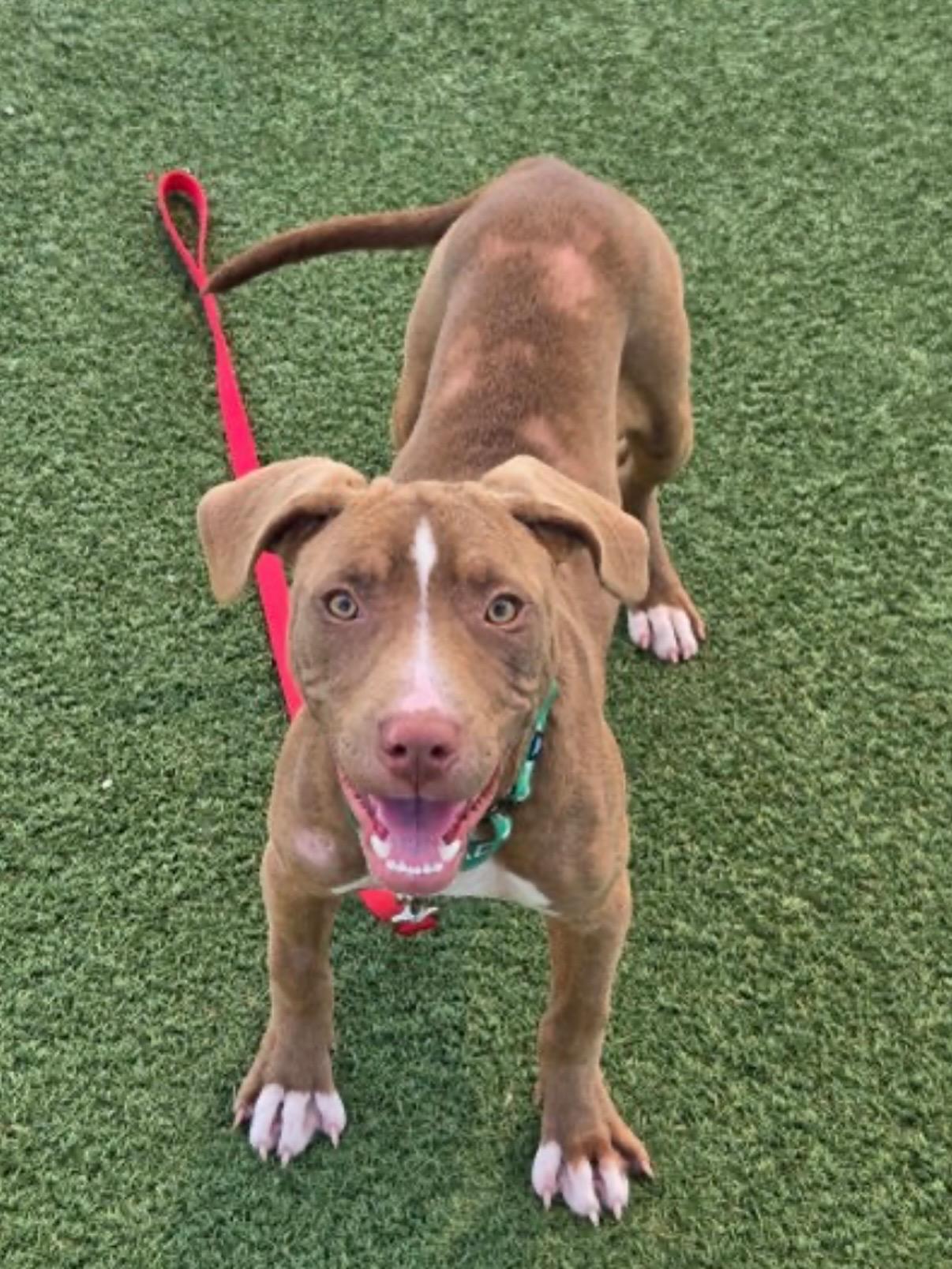 Enlarge Pennie, a Adopted mixed breed in Greenwich, OH image 2/3