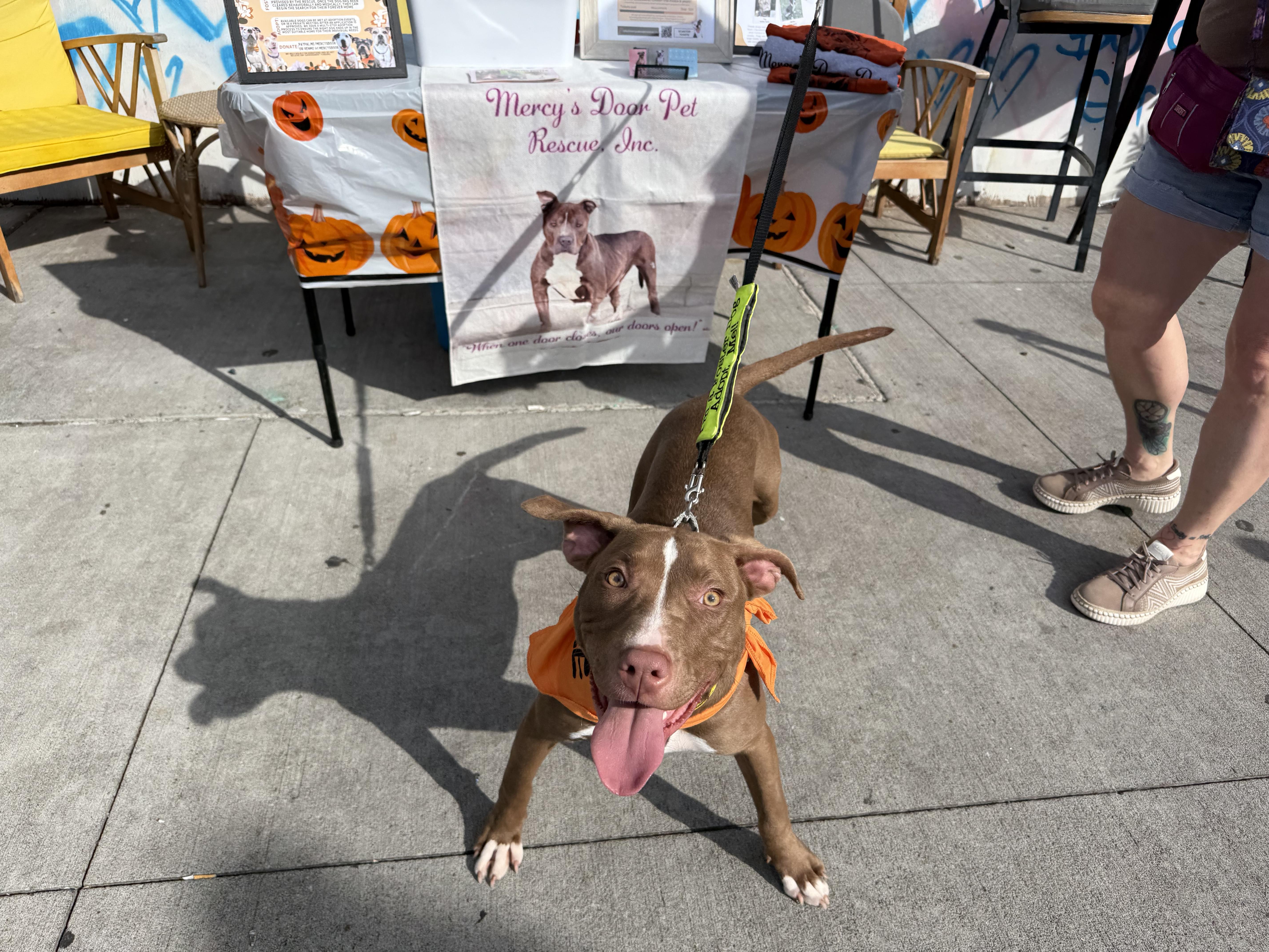 Enlarge Pennie, a Adopted mixed breed in Greenwich, OH image 3/3