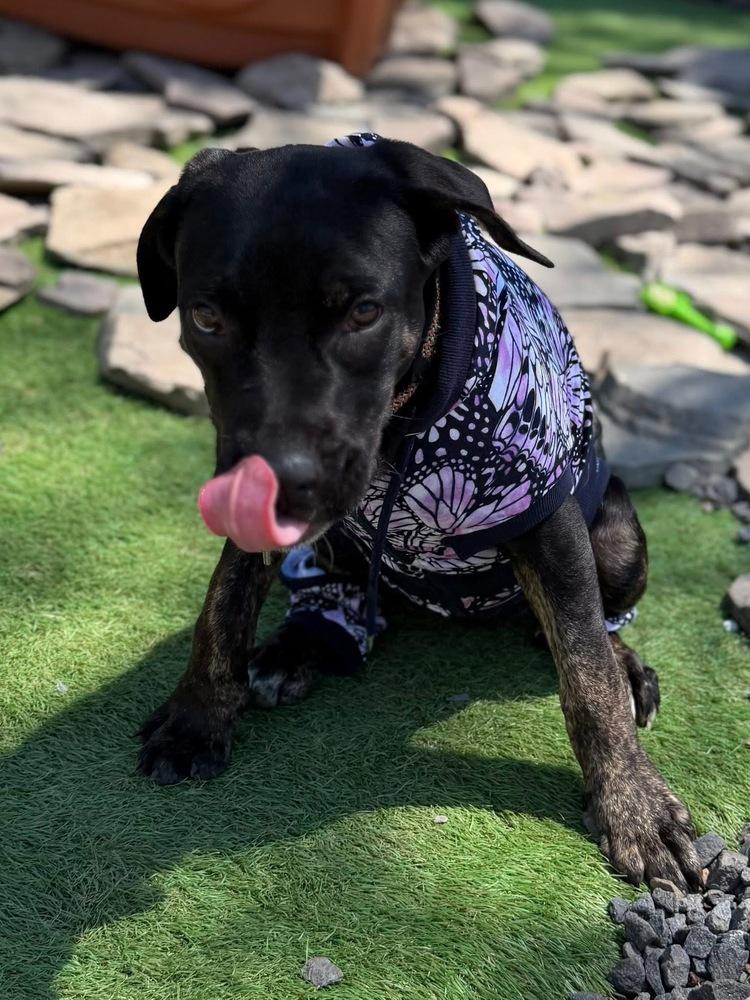 Enlarge Sally, a Adoptable mixed breed in Scranton, PA image 1/3
