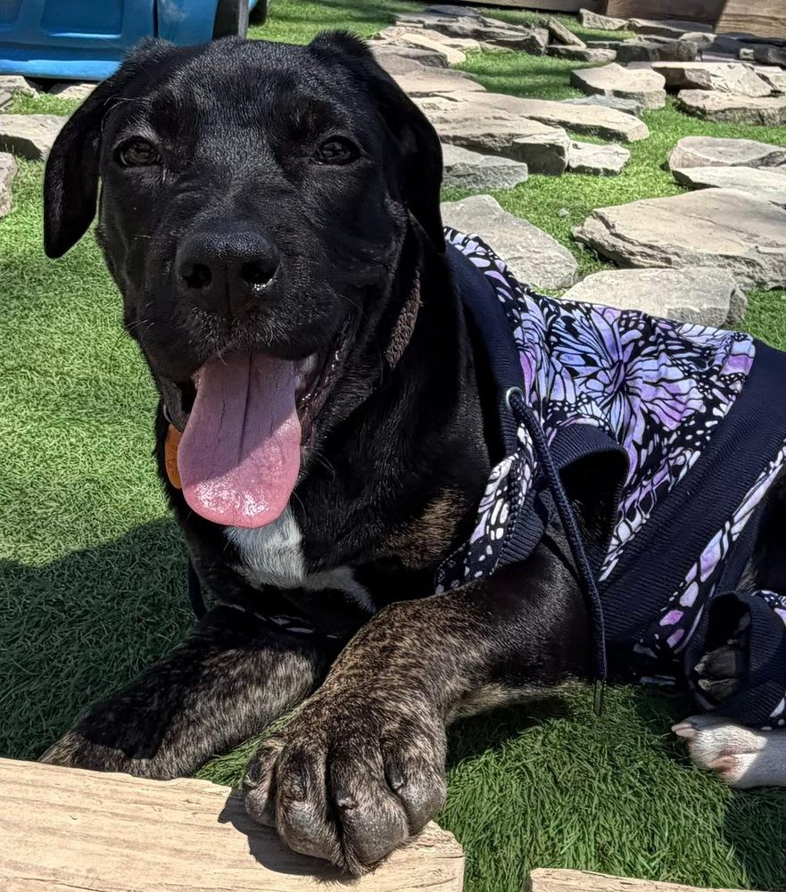 Enlarge Sally, a Adoptable mixed breed in Scranton, PA image 2/3