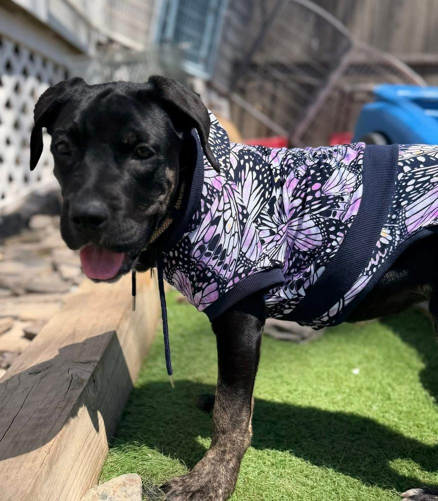 Enlarge Sally, a Adoptable mixed breed in Scranton, PA image 3/3