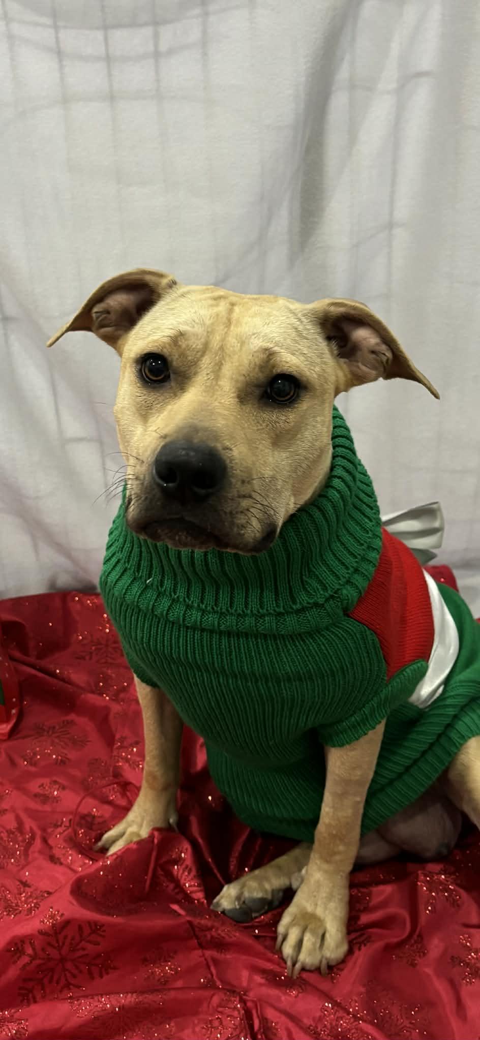 Enlarge Memory, a Adoptable mixed breed in Watertown, WI image 1/6