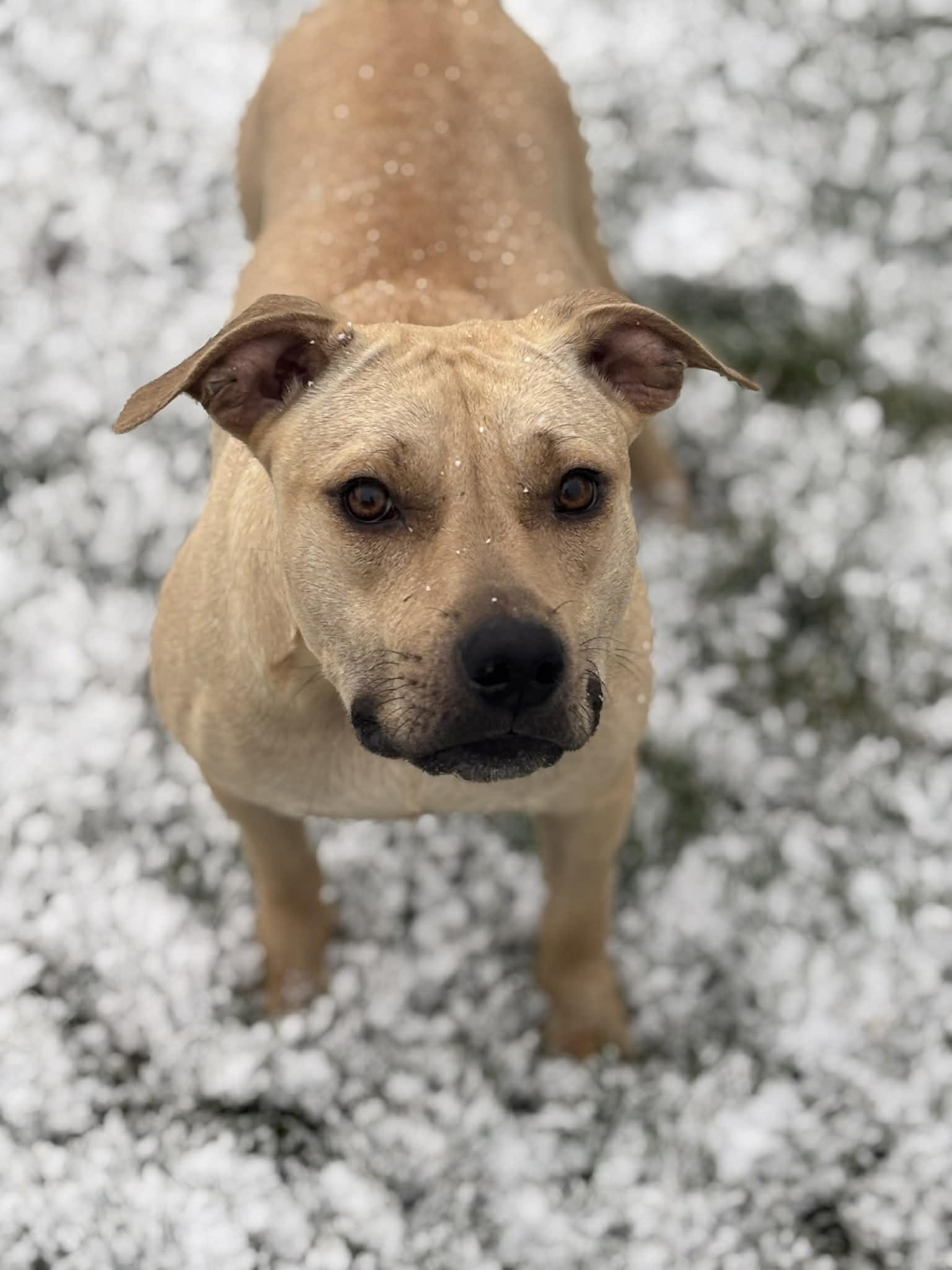 Enlarge Memory, a Adoptable mixed breed in Watertown, WI image 2/6