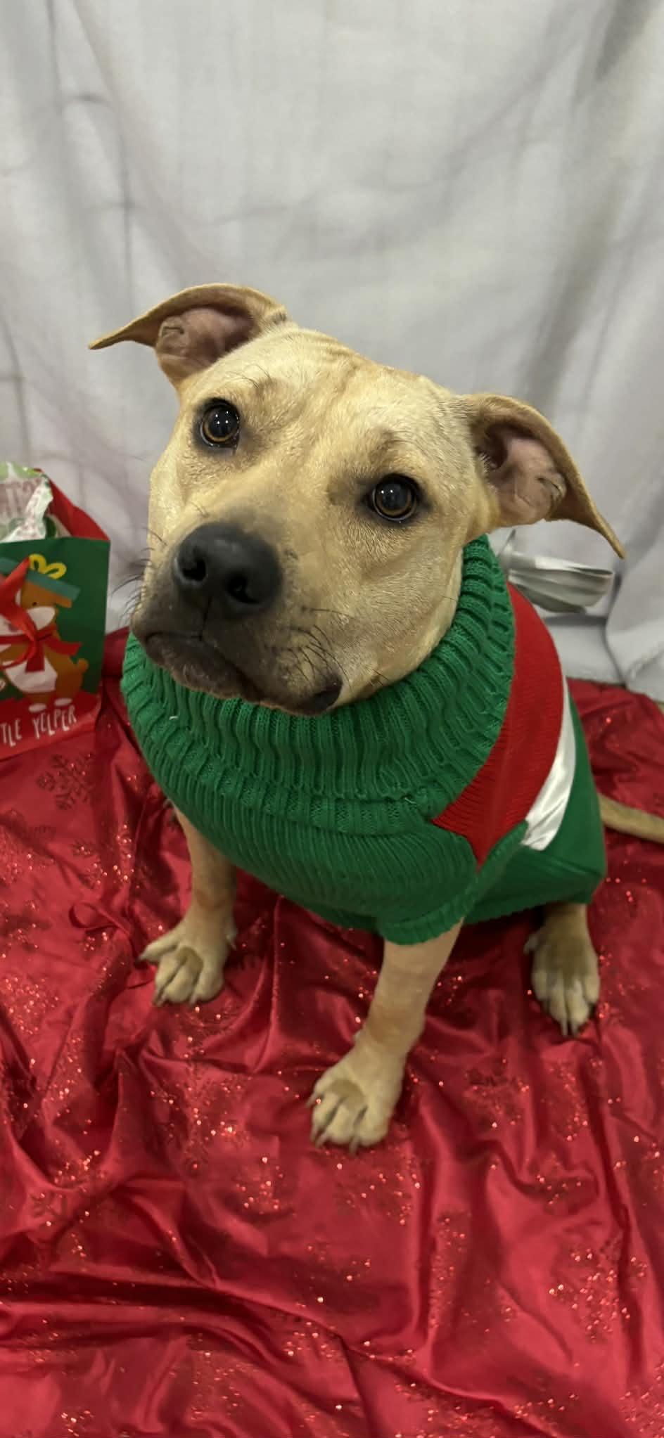 Enlarge Memory, a Adoptable mixed breed in Watertown, WI image 3/6