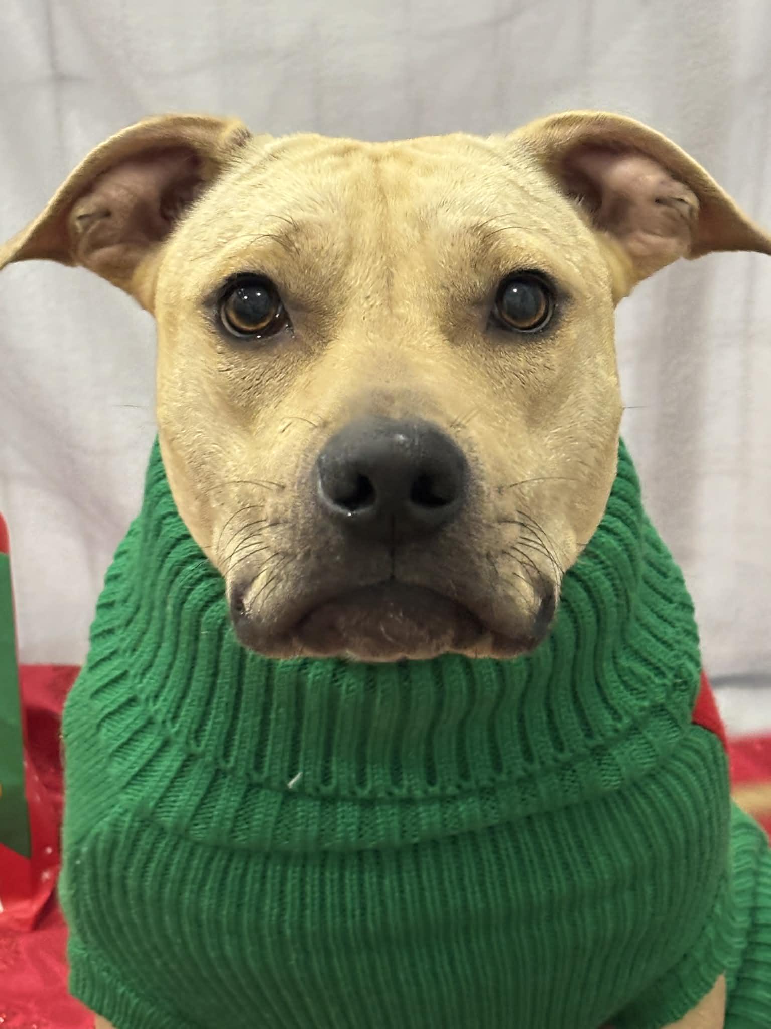 Enlarge Memory, a Adoptable mixed breed in Watertown, WI image 4/6