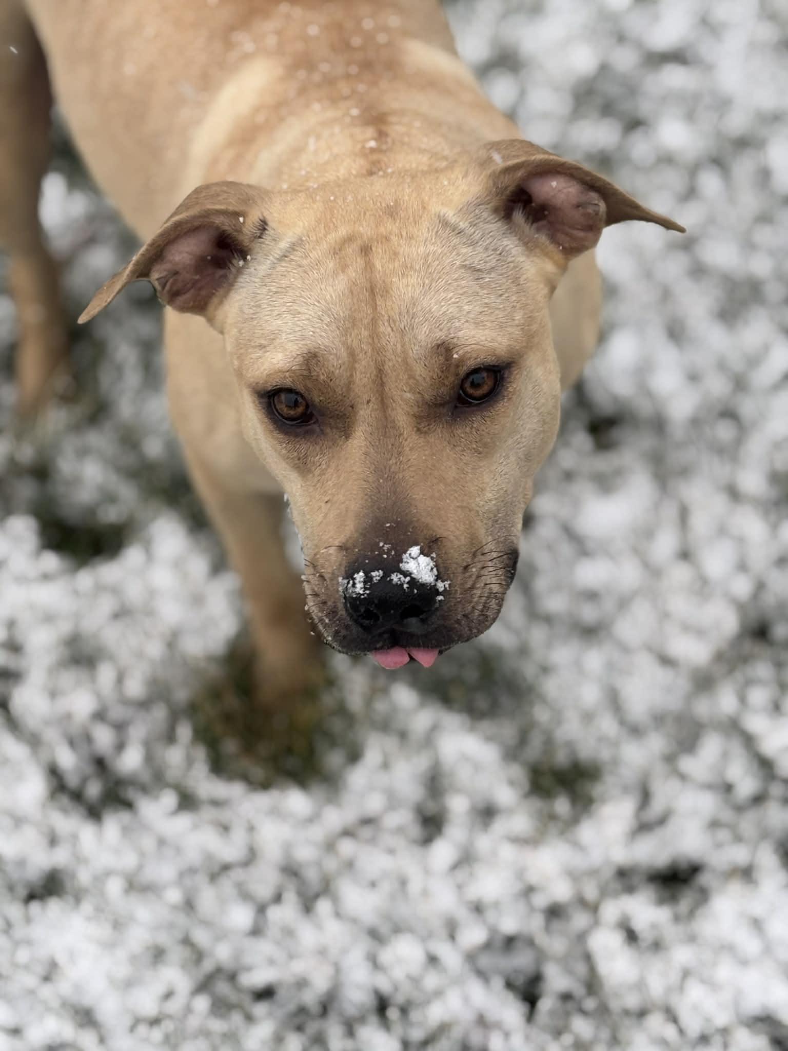 Enlarge Memory, a Adoptable mixed breed in Watertown, WI image 5/6