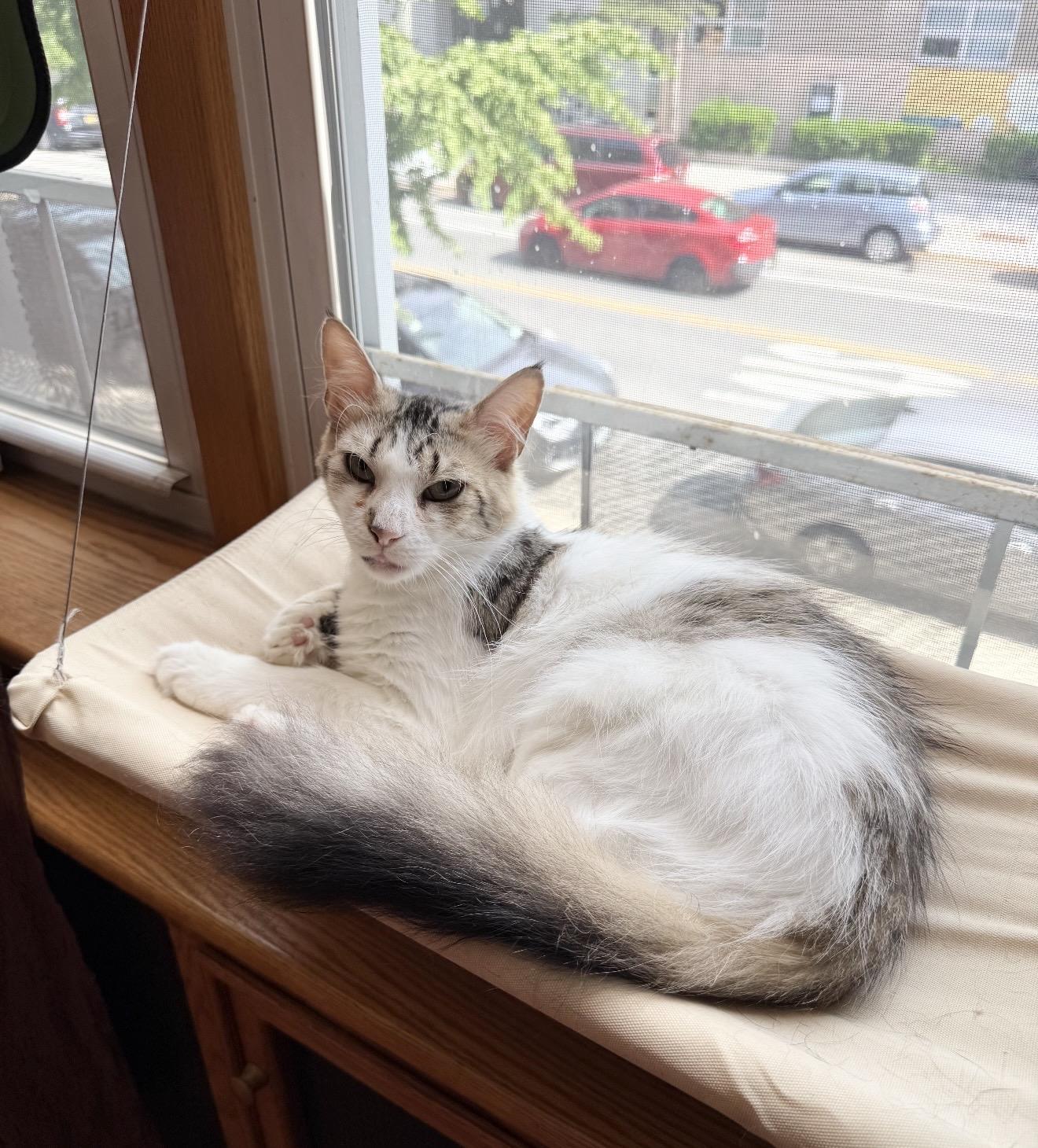 Enlarge Lorelei, a Adoptable Domestic Long Hair in Brooklyn, NY image 4/6
