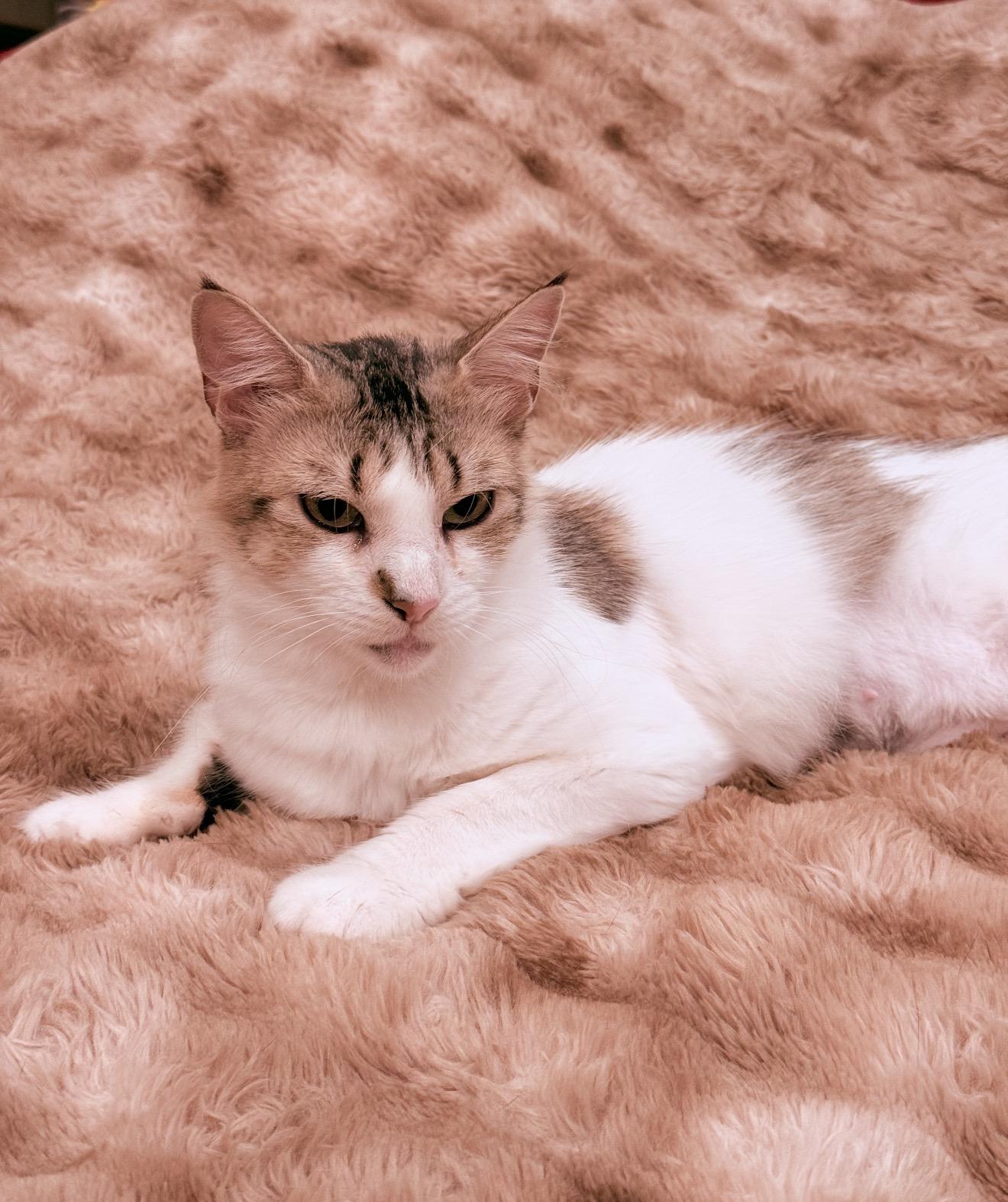 Enlarge Lorelei, a Adoptable Domestic Long Hair in Brooklyn, NY image 3/6