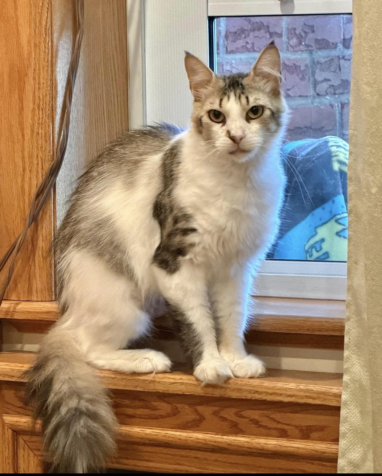 Enlarge Lorelei, a Adoptable Domestic Long Hair in Brooklyn, NY image 1/6