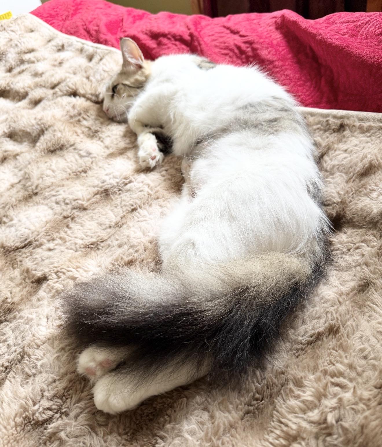 Enlarge Lorelei, a Adoptable Domestic Long Hair in Brooklyn, NY image 5/6