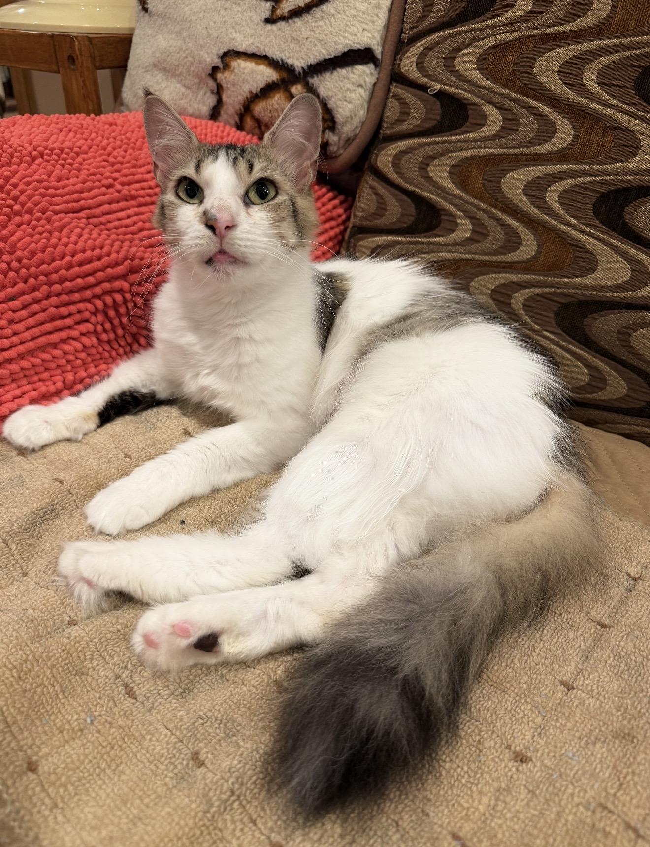 Enlarge Lorelei, a Adoptable Domestic Long Hair in Brooklyn, NY image 6/6