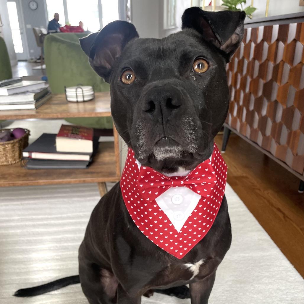 George, Adoptable, Adult Male Pit Bull Terrier.