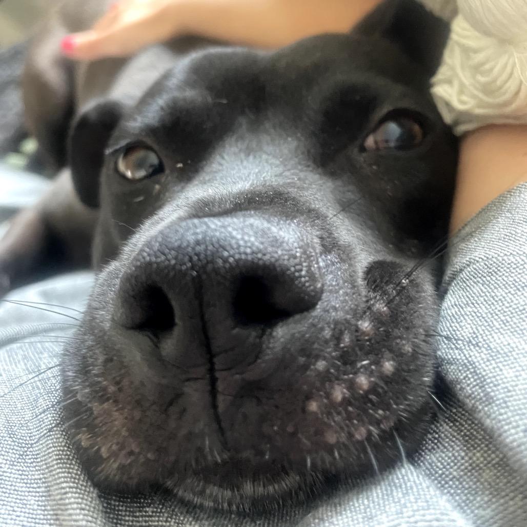 Enlarge George, a Adoptable Pit Bull Terrier in Chicago, IL image 1/6