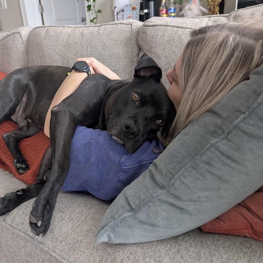 Enlarge George, a Adoptable Pit Bull Terrier in Chicago, IL image 2/6