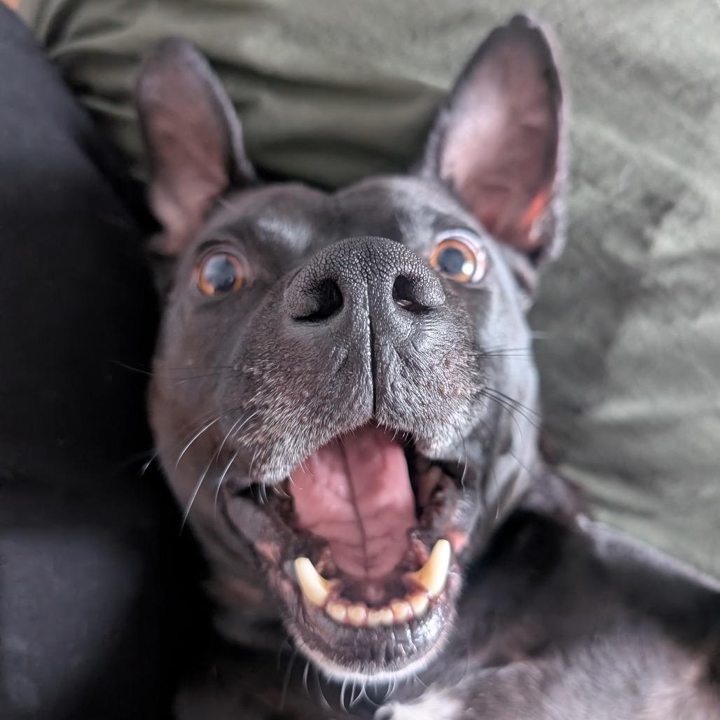 Enlarge George, a Adoptable Pit Bull Terrier in Chicago, IL image 2/6