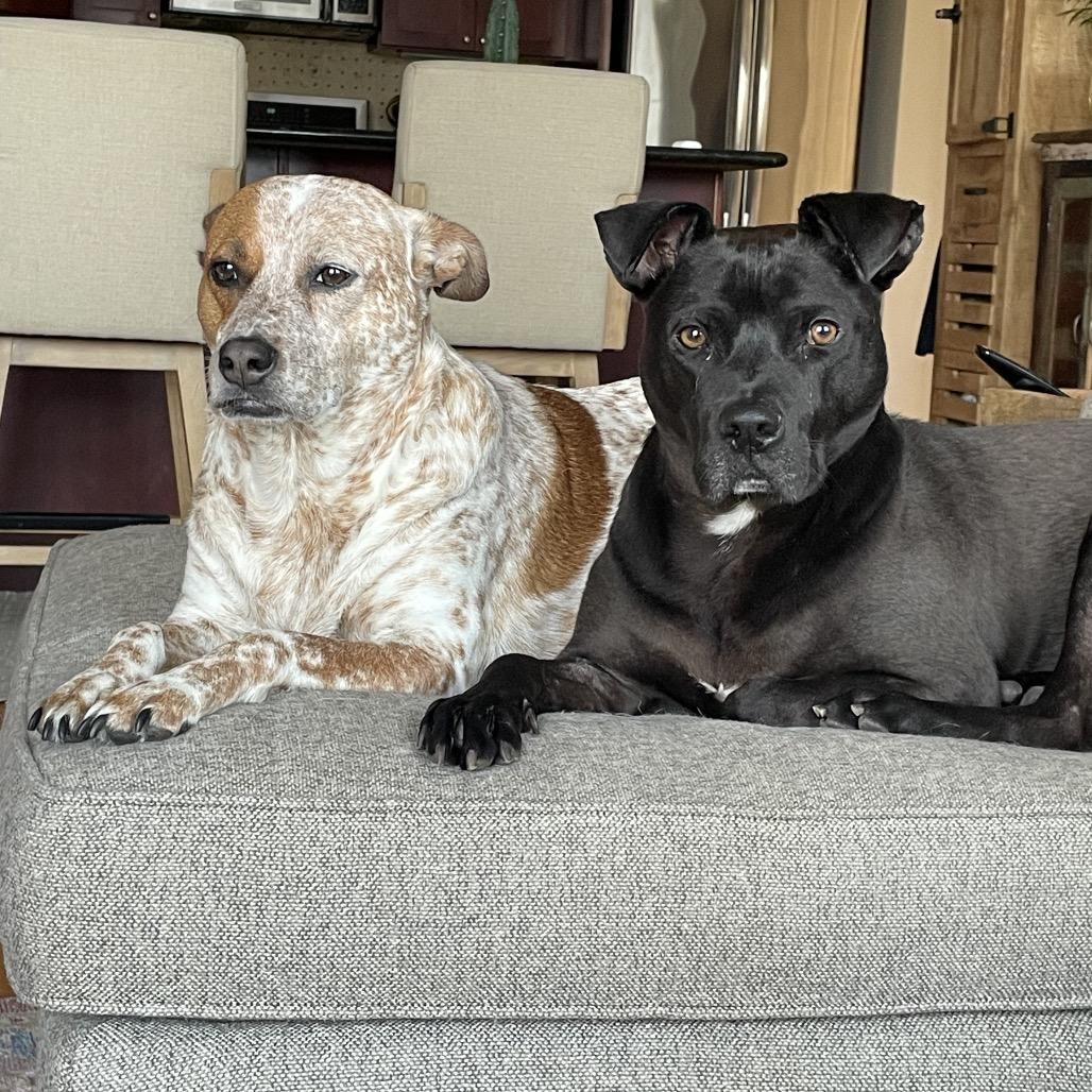 Enlarge George, a Adoptable Pit Bull Terrier in Chicago, IL image 2/6