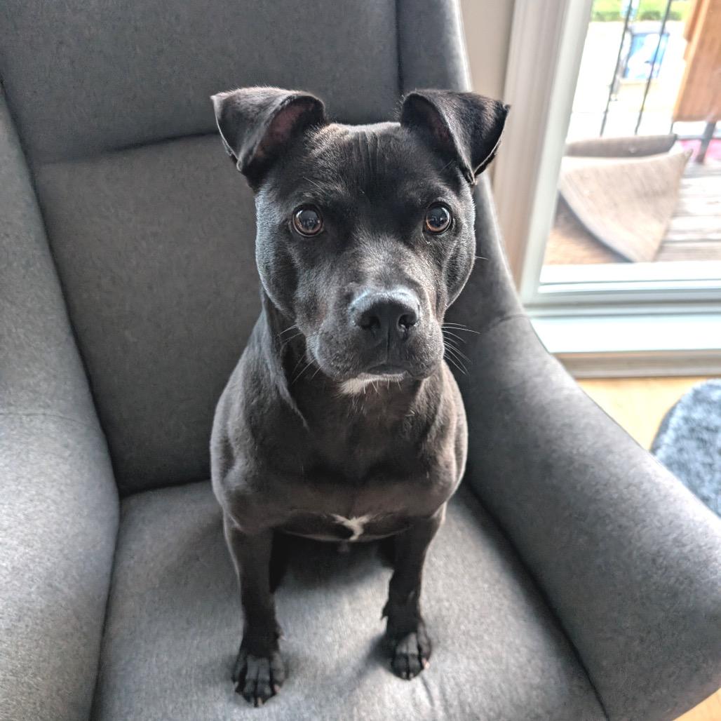 Enlarge George, a Adoptable Pit Bull Terrier in Chicago, IL image 4/6