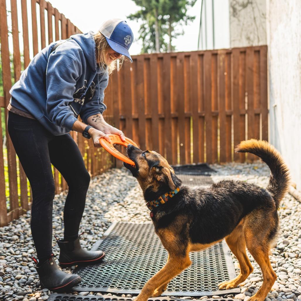 Enlarge Deena, a Adoptable mixed breed in Portland, OR image 2/6