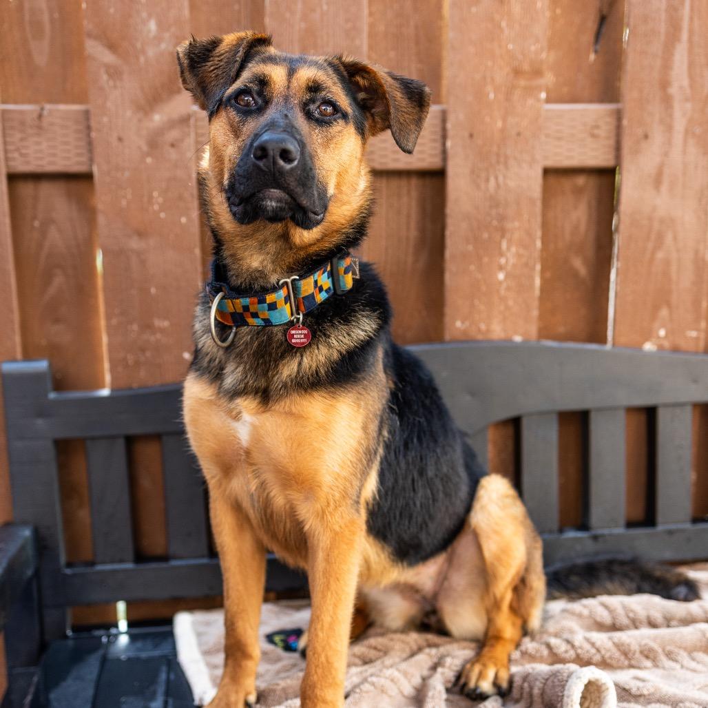 Enlarge Deena, a Adoptable mixed breed in Portland, OR image 4/6