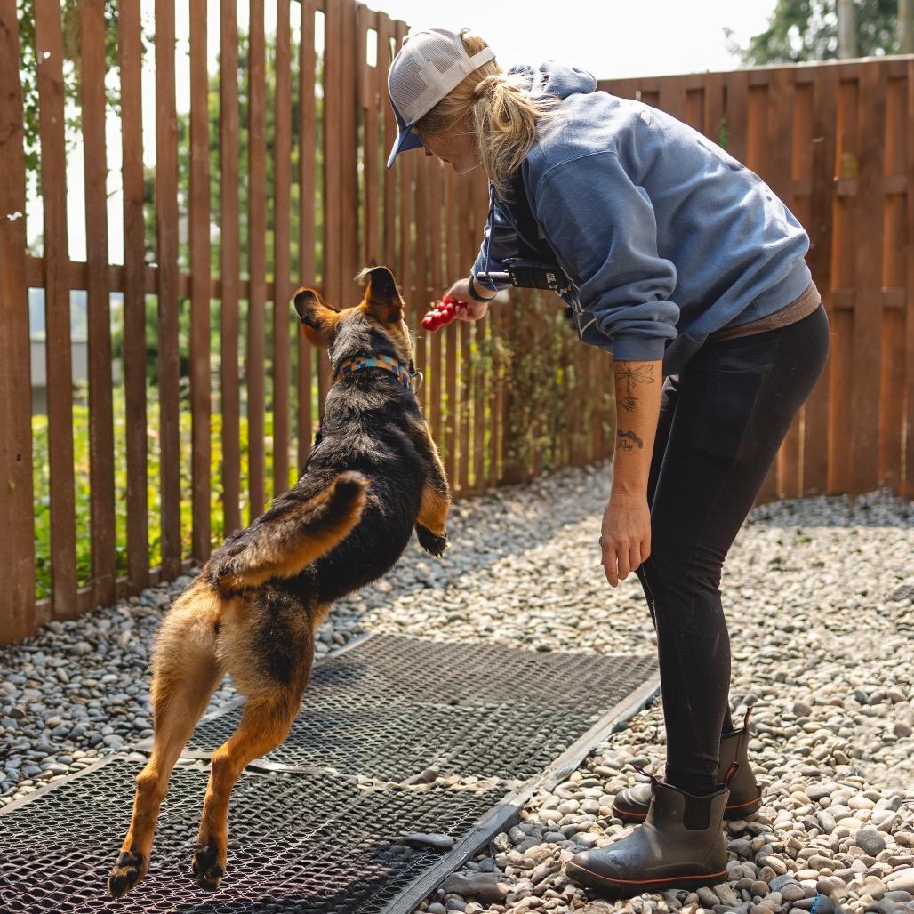 Enlarge Deena, a Adoptable mixed breed in Portland, OR image 5/6