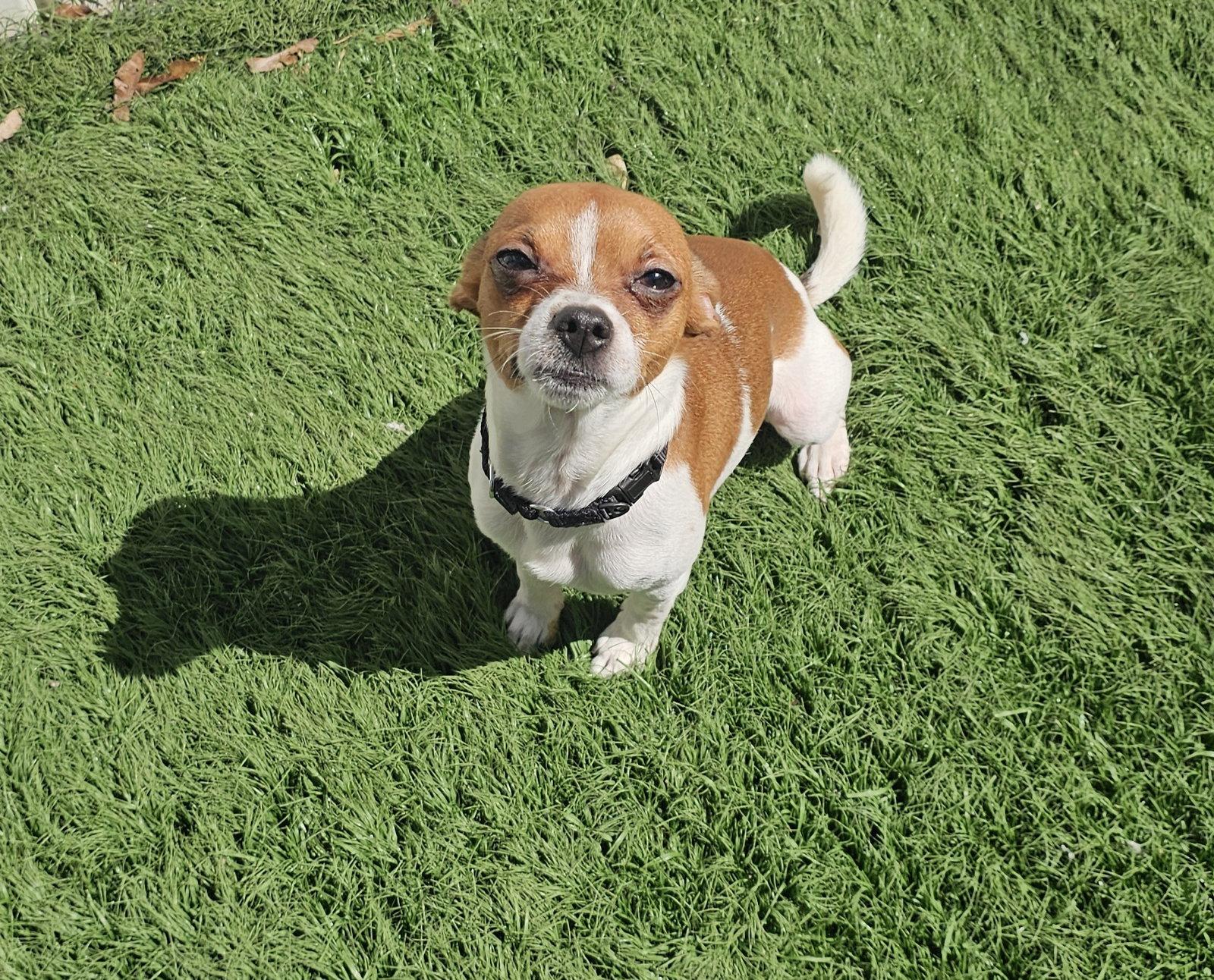 Enlarge Miko- tiny heartbreaker, a Adopted Chihuahua in Oakhurst, NJ image 1/3