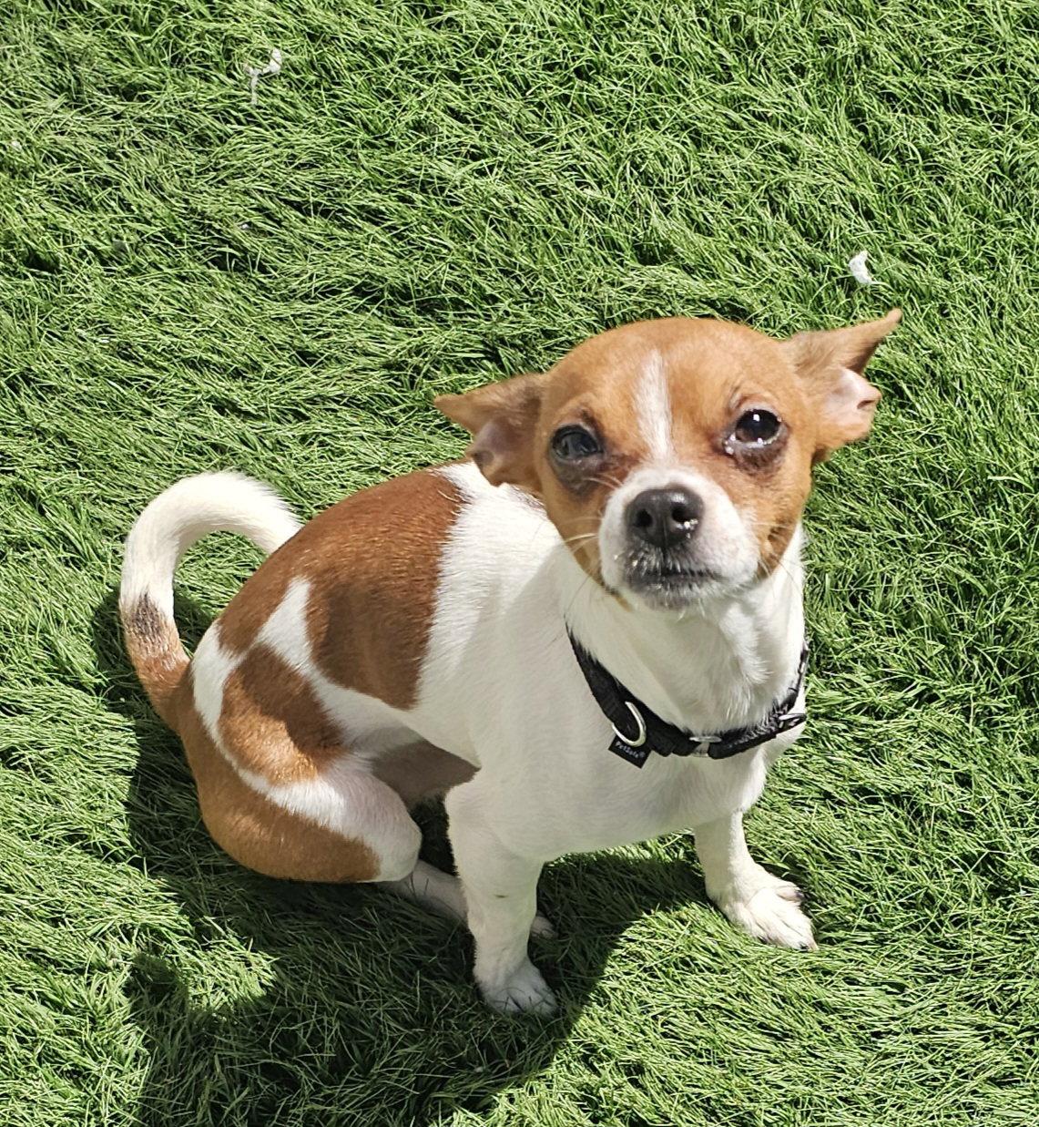 Enlarge Miko- tiny heartbreaker, a Adopted Chihuahua in Oakhurst, NJ image 2/3