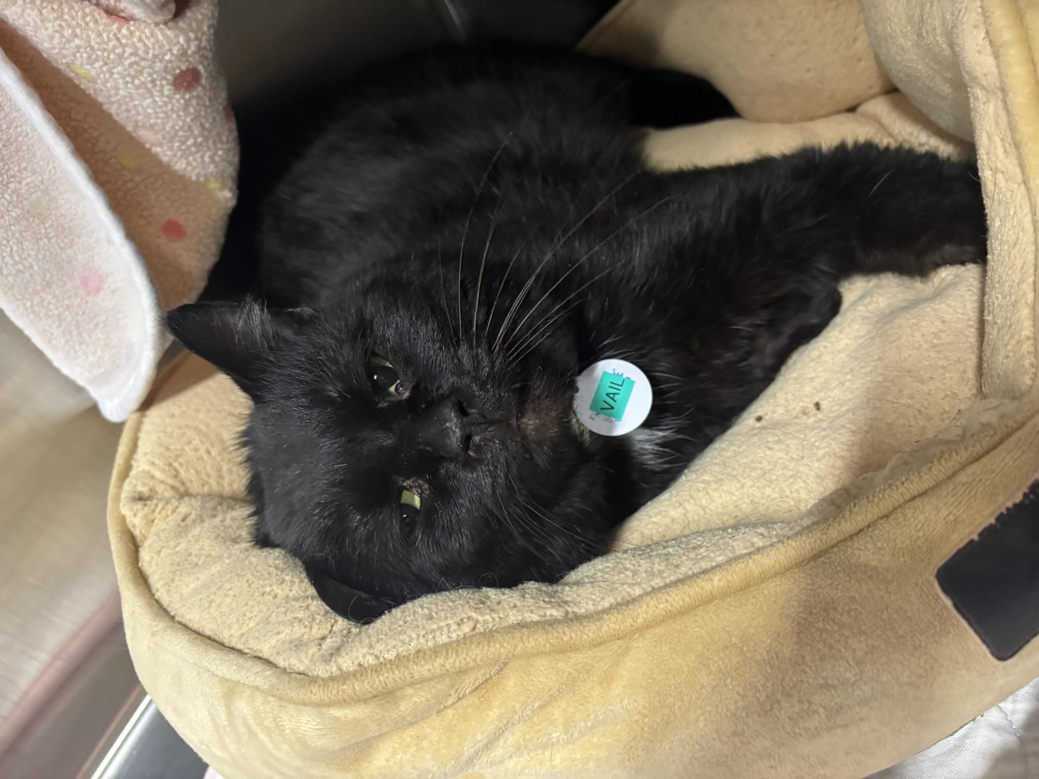 Enlarge VAIL, a ADOPTABLE Domestic Short Hair in Grand Rapids, MI image 4/4