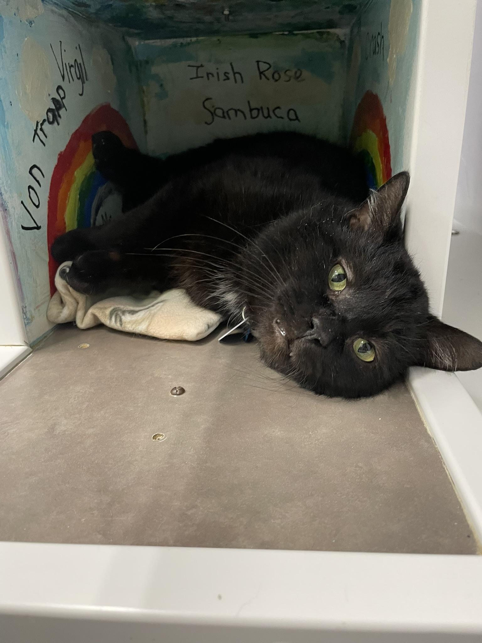 Enlarge VAIL, a ADOPTABLE Domestic Short Hair in Grand Rapids, MI image 3/4