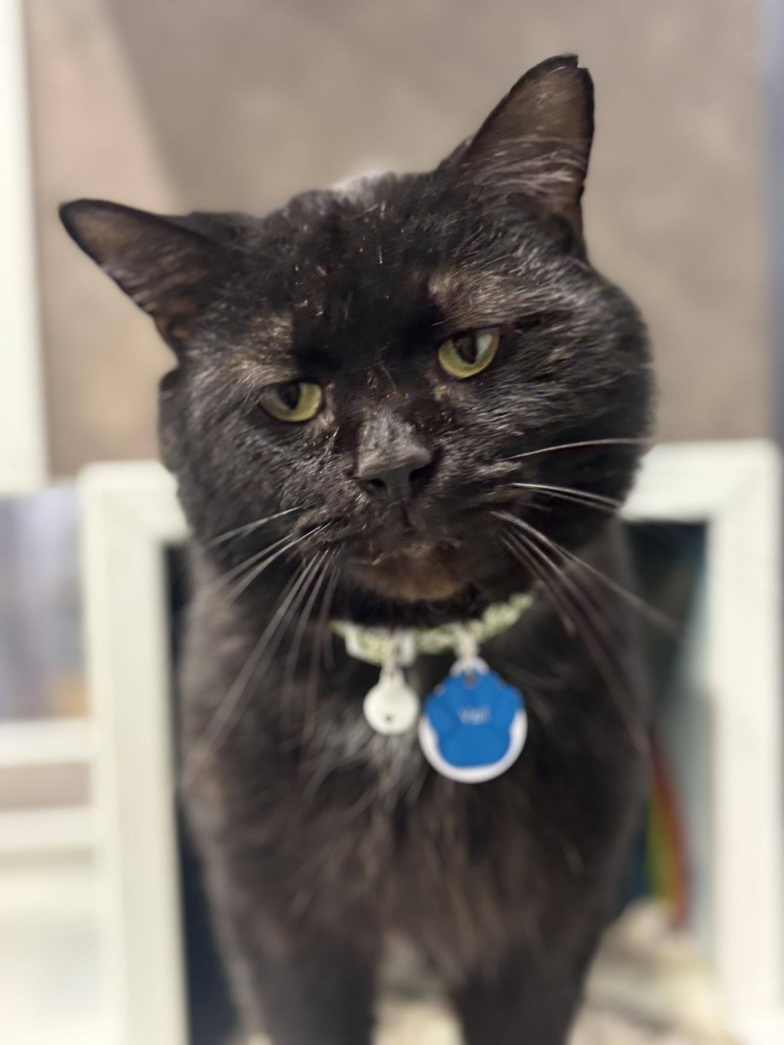 Enlarge VAIL, a ADOPTABLE Domestic Short Hair in Grand Rapids, MI image 1/4