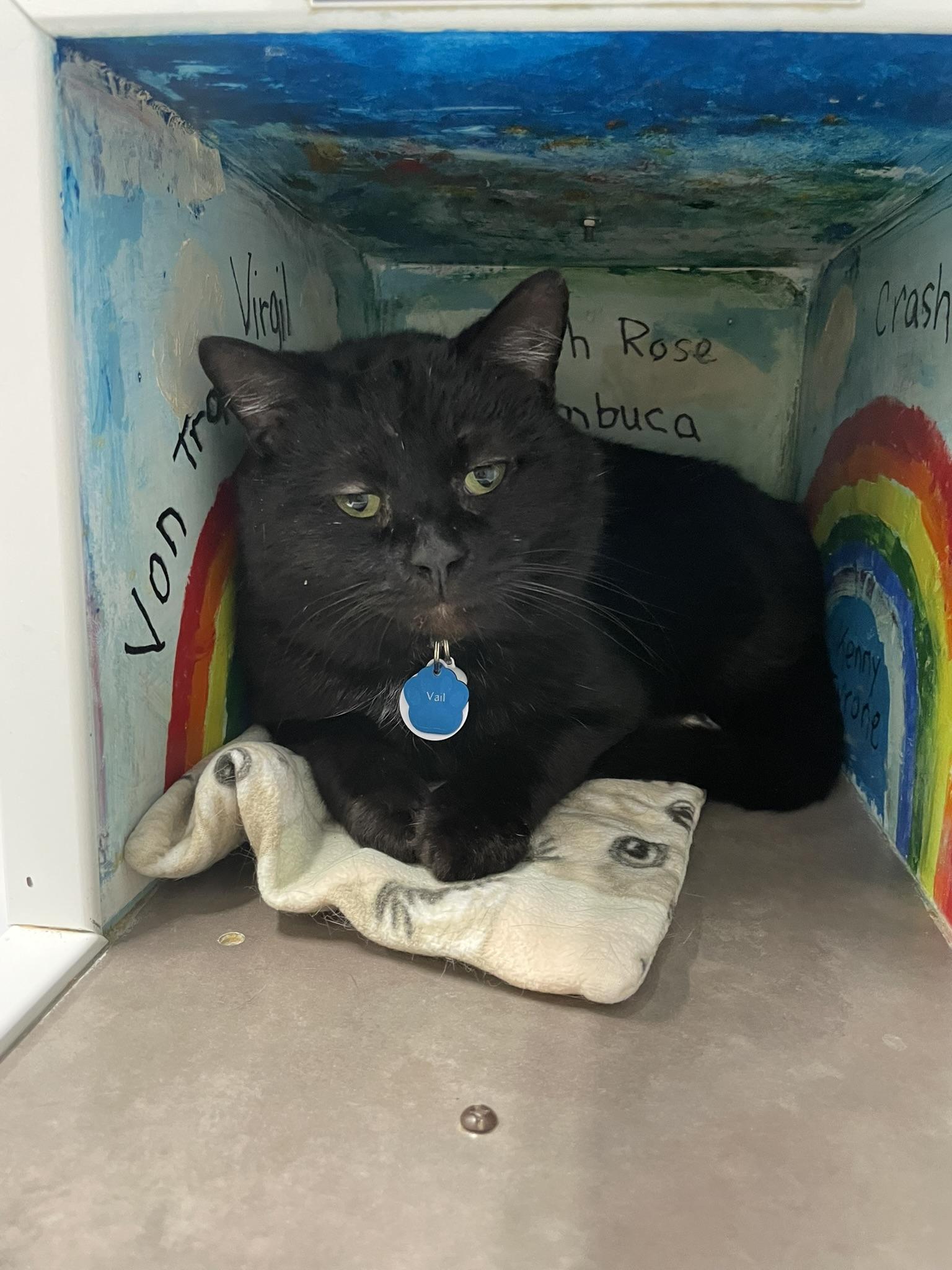 Enlarge VAIL, a ADOPTABLE Domestic Short Hair in Grand Rapids, MI image 2/4