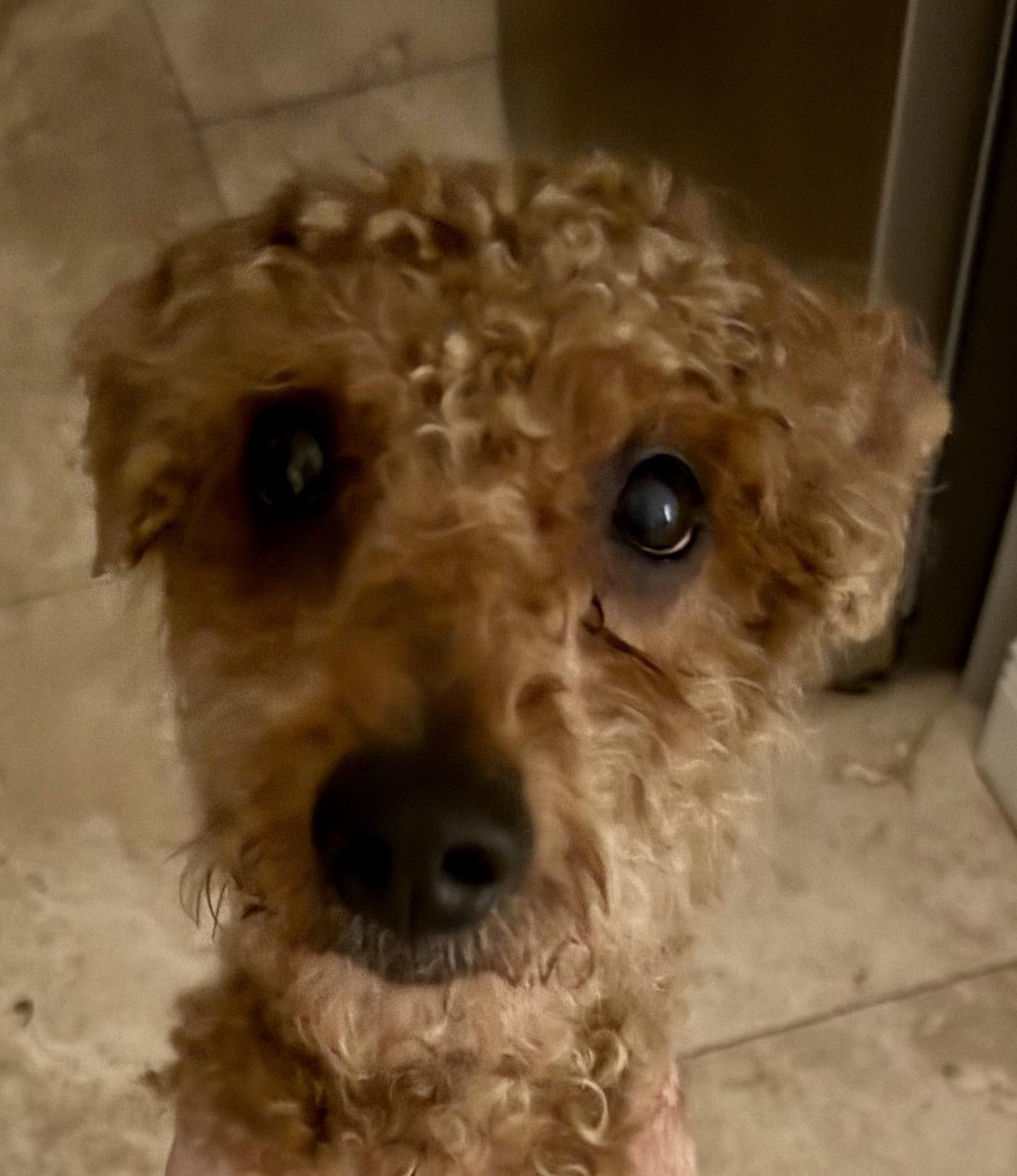 Hypoallergenic Mini Poodle Handsome Henry, an adopted Miniature Poodle in Boca Raton, FL image 2/6