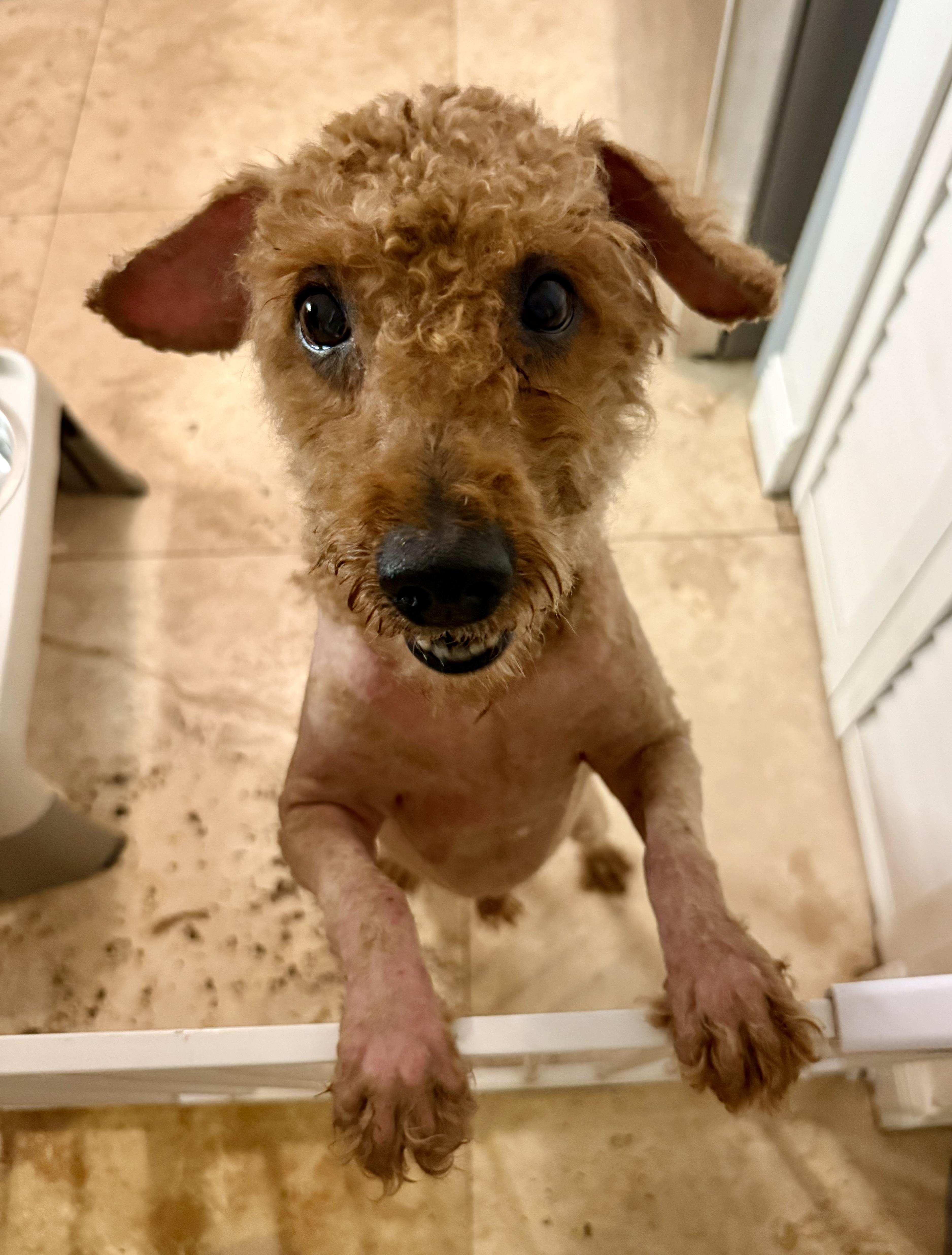 Hypoallergenic Mini Poodle Handsome Henry, an adopted Miniature Poodle in Boca Raton, FL image 5/6