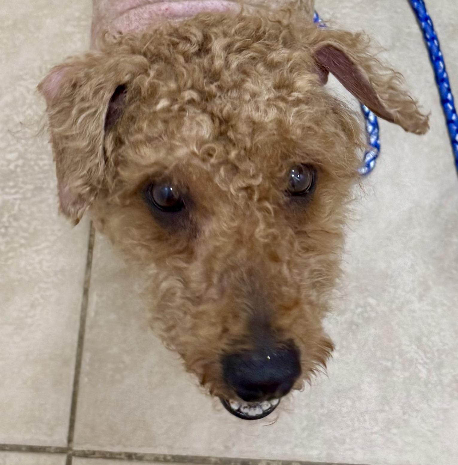 Hypoallergenic Mini Poodle Handsome Henry, an adopted Miniature Poodle in Boca Raton, FL image 3/6