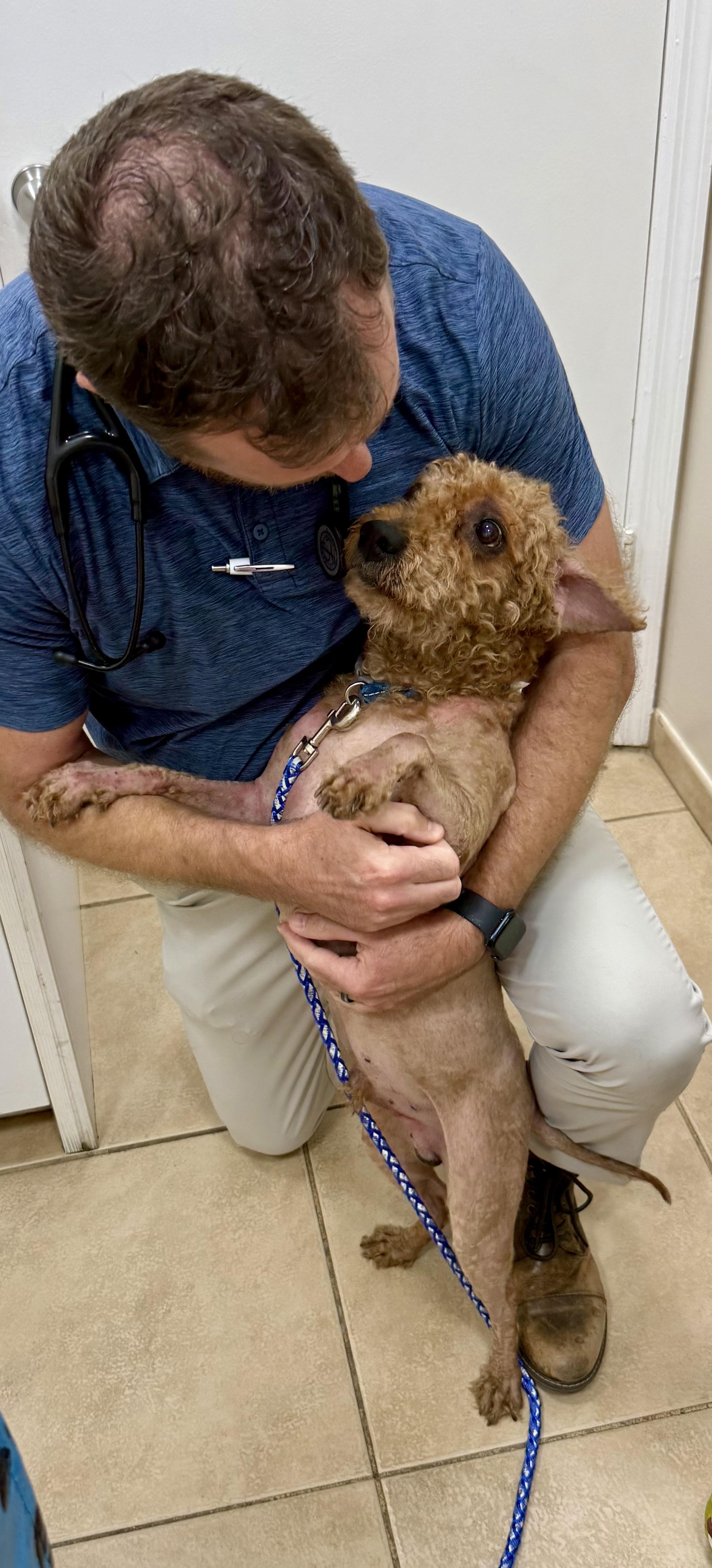 Hypoallergenic Mini Poodle Handsome Henry, an adopted Miniature Poodle in Boca Raton, FL image 6/6
